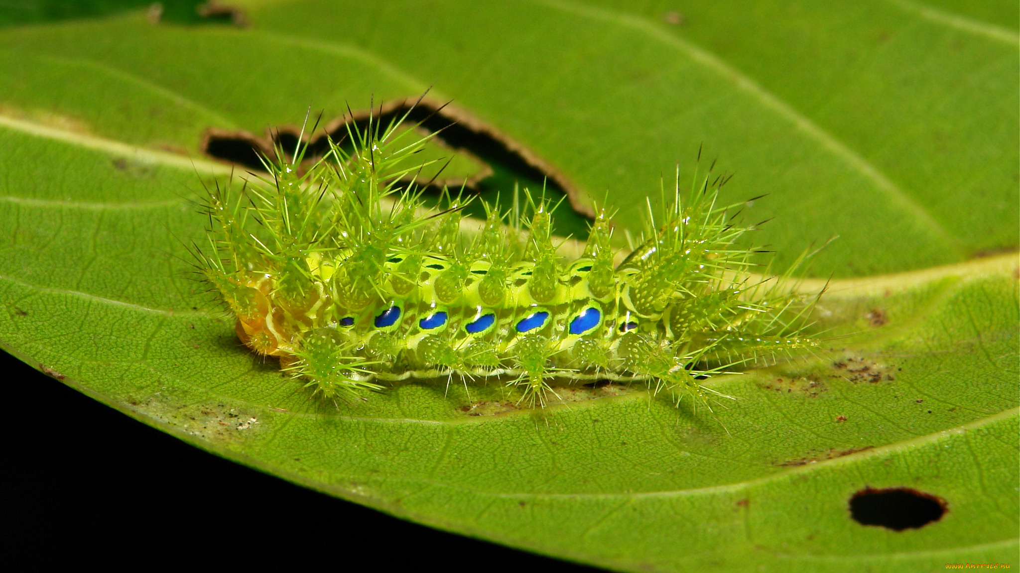 животные, гусеницы, лист, гусеница, макро, itchydogimages