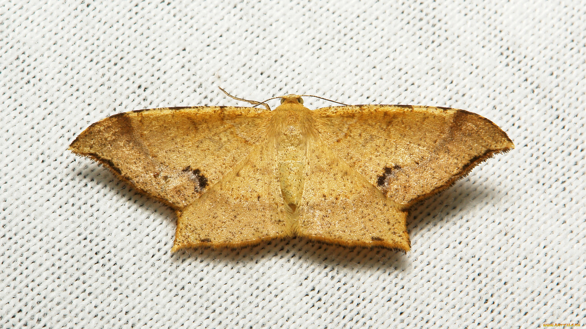 животные, бабочки, , мотыльки, , моли, крылья, моль, макро, вязанное, полотно, itchydogimages, узор, усики