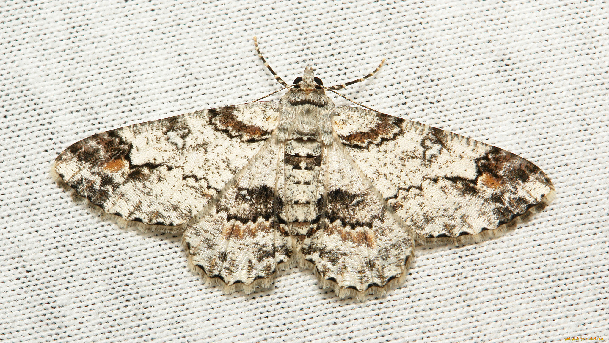 животные, бабочки, , мотыльки, , моли, моль, макро, itchydogimages, мотылёк