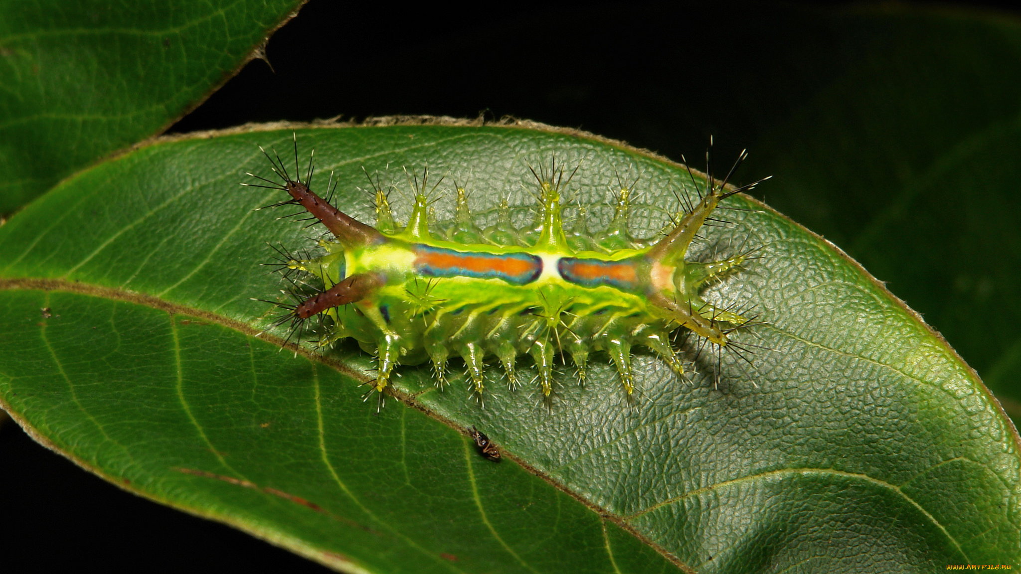 животные, гусеницы, лист, гусеница, макро, itchydogimages