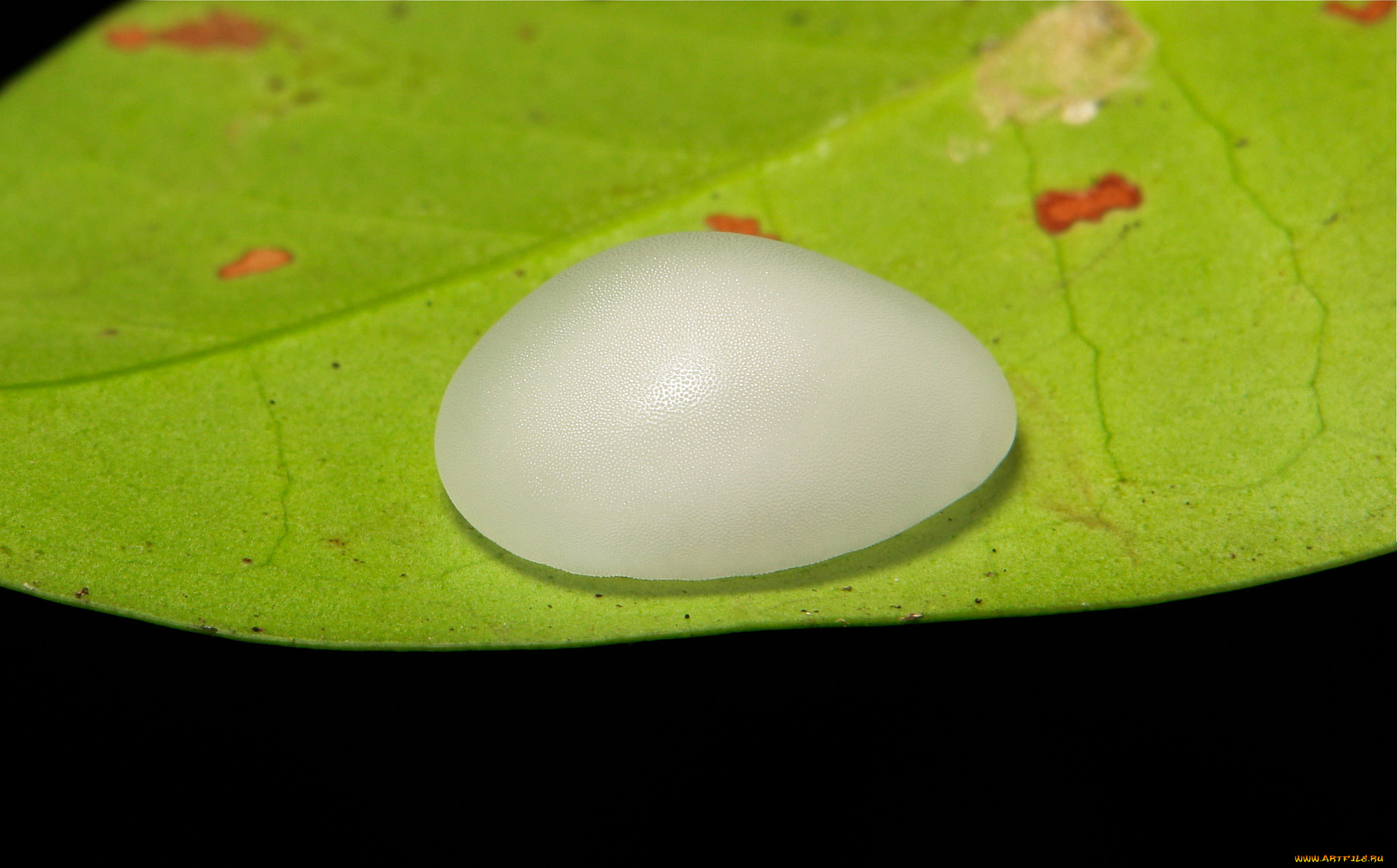 животные, гусеницы, макро, листья, гусеница, itchydogimages