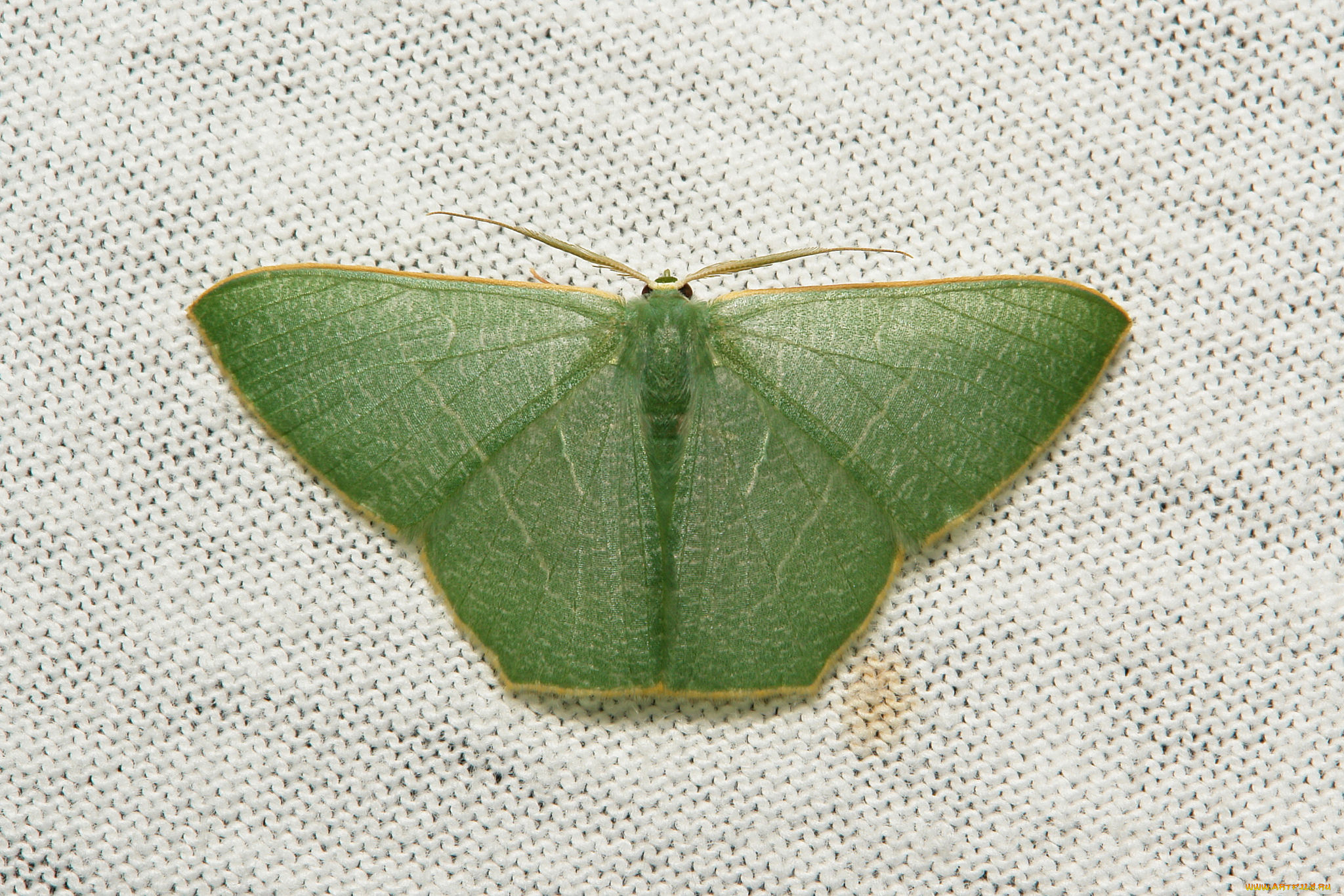 животные, бабочки, , мотыльки, , моли, мотылёк, насекомое, макро, itchydogimages