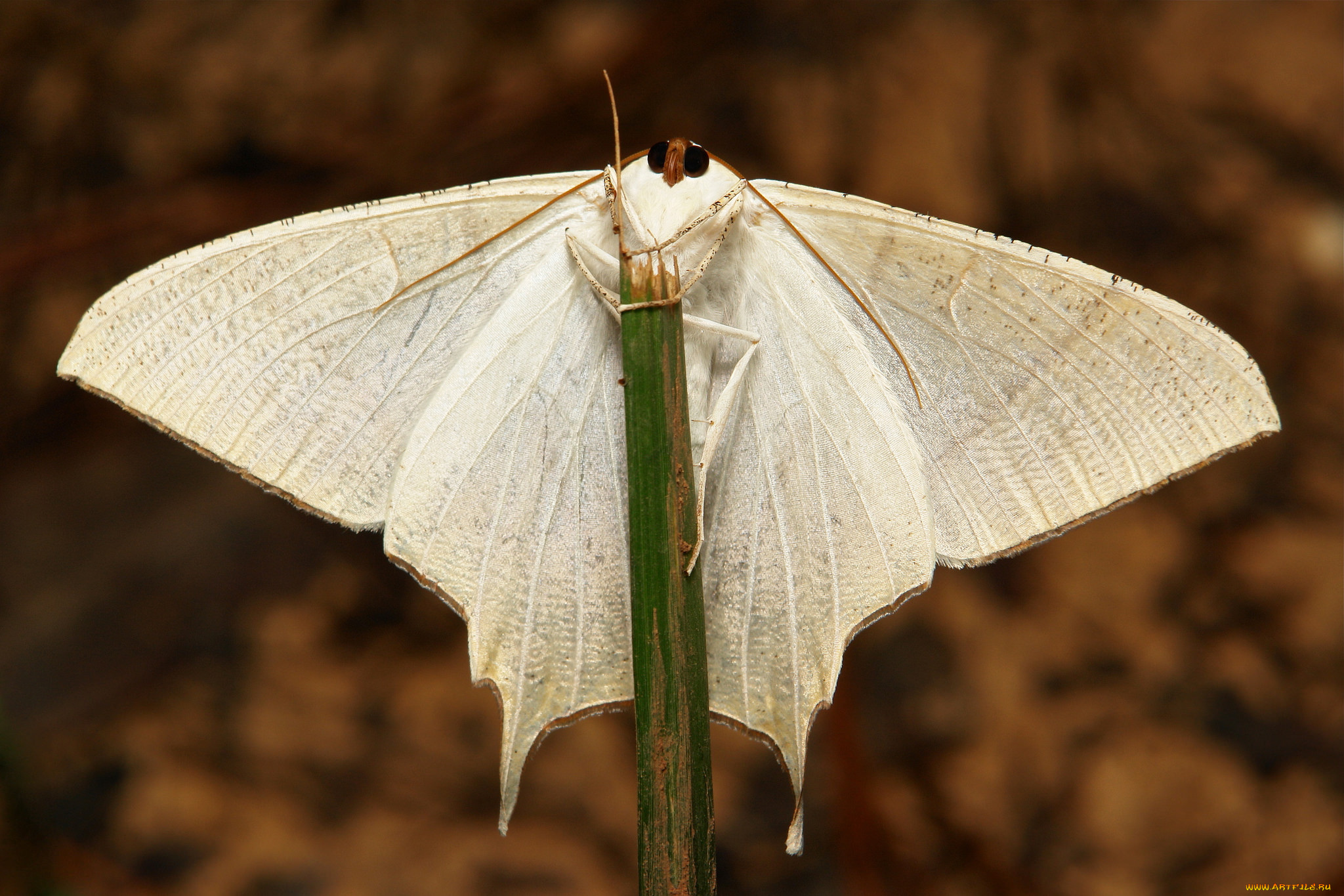 животные, бабочки, , мотыльки, , моли, травинка, мотылёк, моль, макро, itchydogimages, крылья