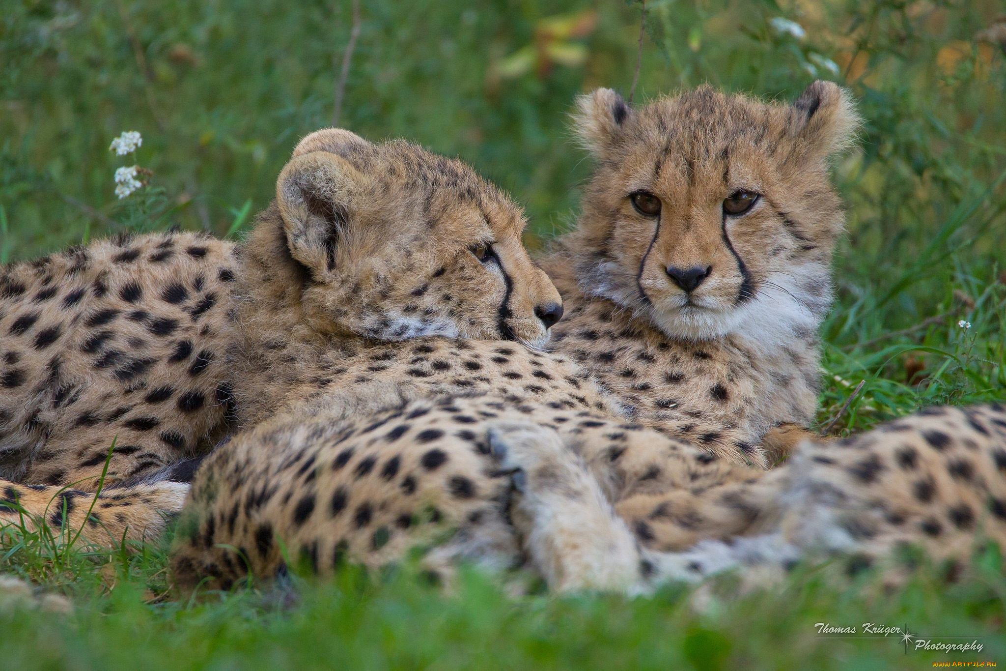 животные, гепарды, отдых, пара, кошки, морда