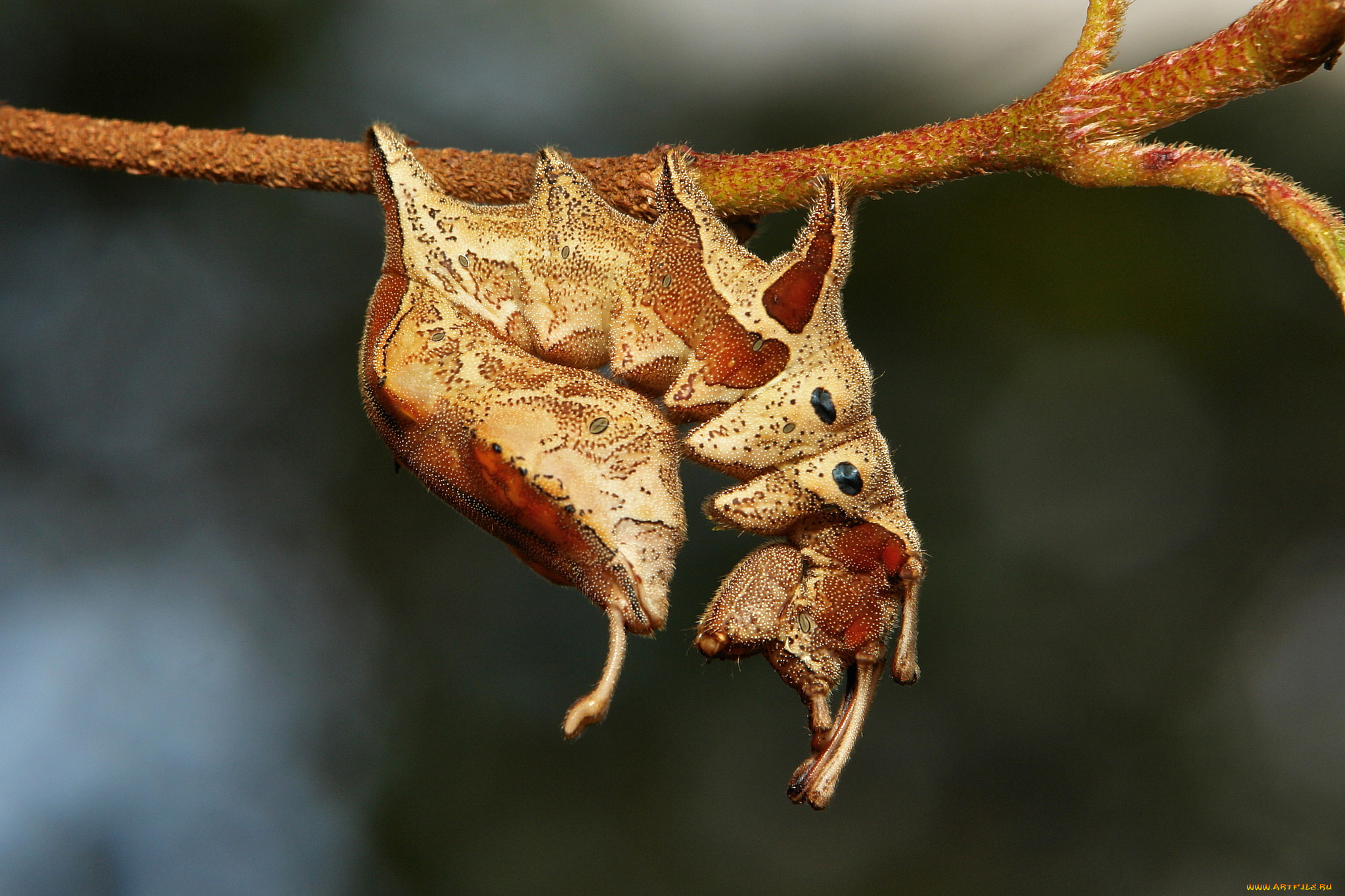 животные, гусеницы, гусеница, веточка, макро, itchydogimages