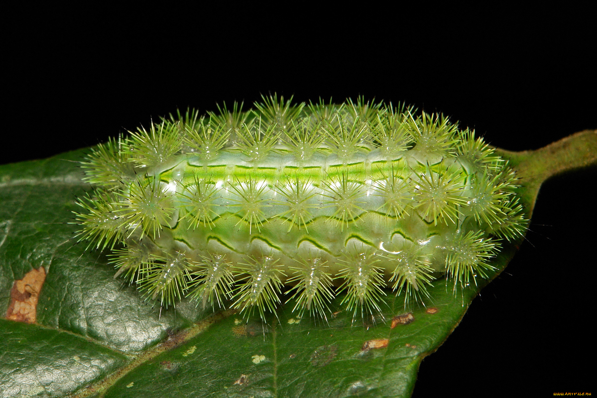 животные, гусеницы, itchydogimages, необычная, гусеница, лист, макро, насекомое