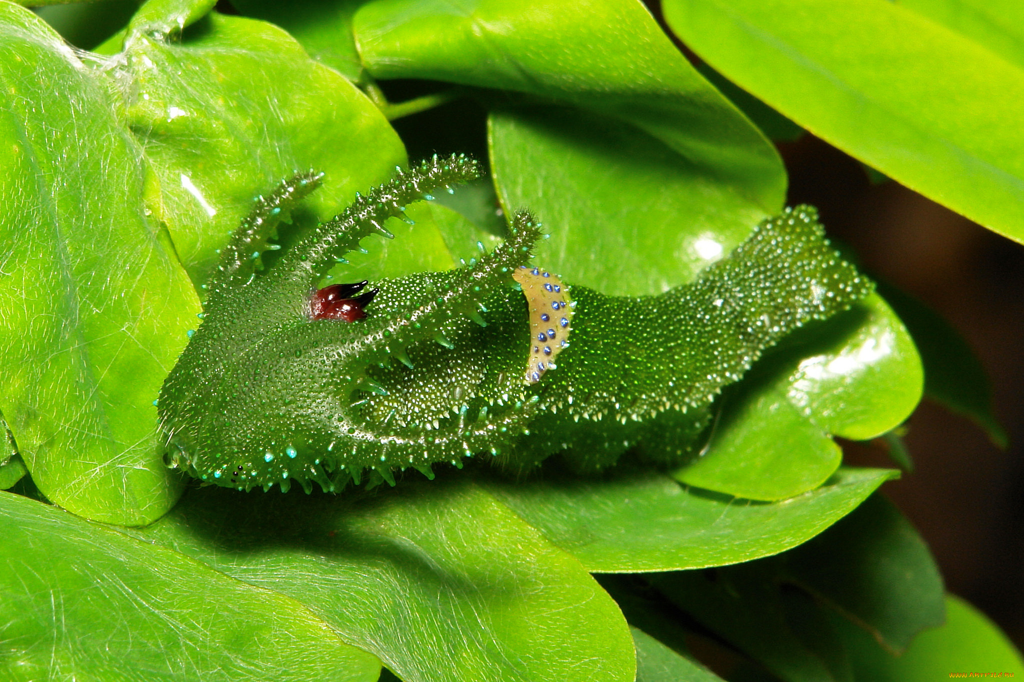 животные, гусеницы, необычная, гусеница, лист, насекомое, макро, itchydogimages