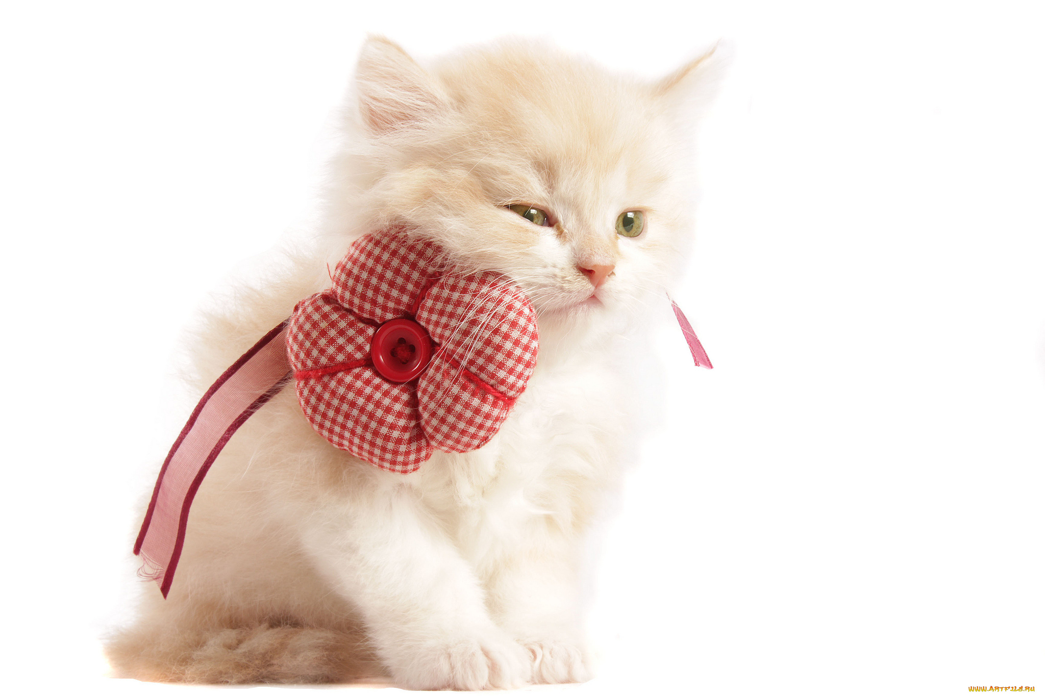 животные, коты, цветок, лента, бежевый, котенок, белый, фон, пуговица