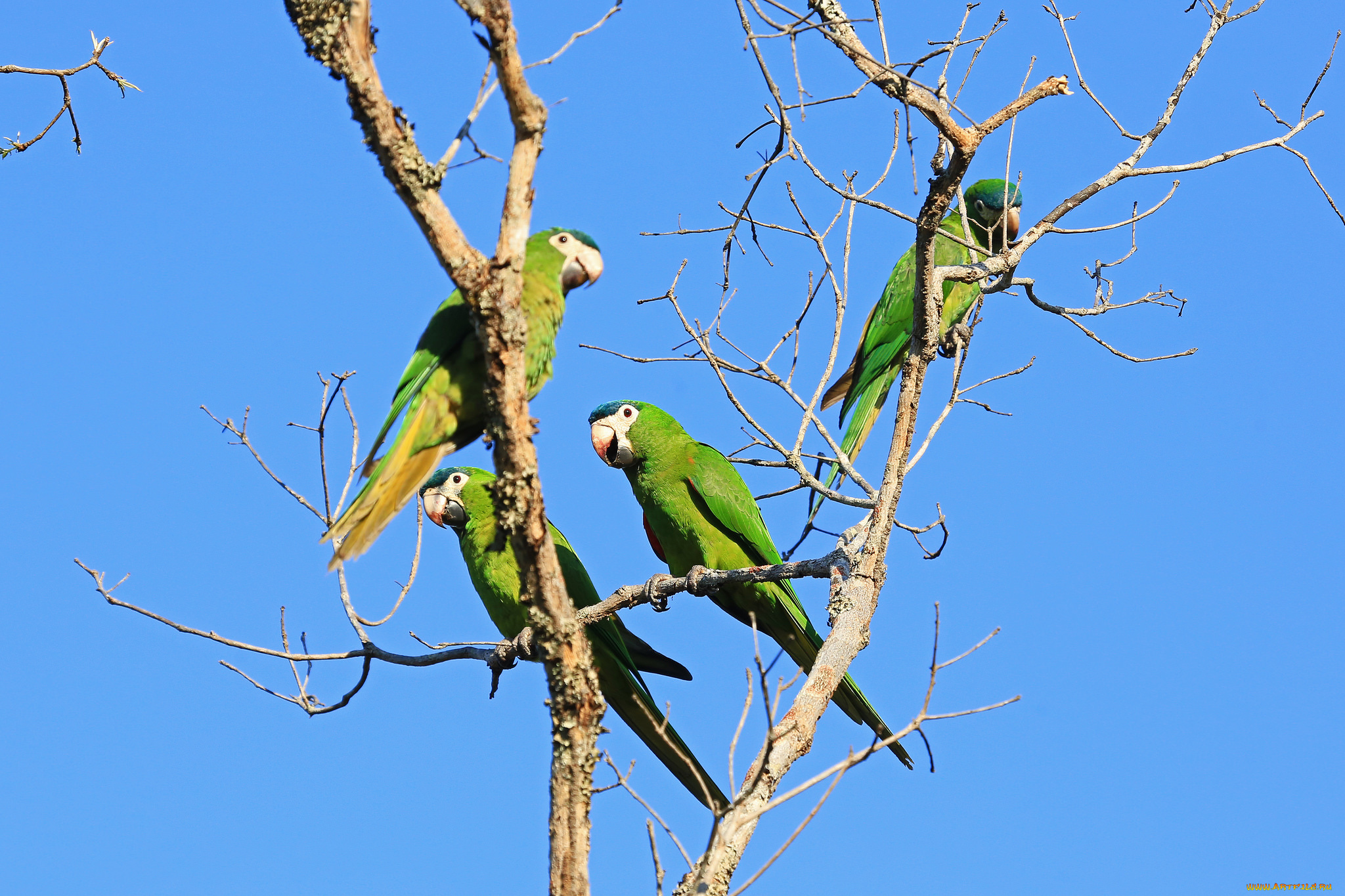 животные, попугаи, птица, клюв, хвост, дерево, небо, попугай