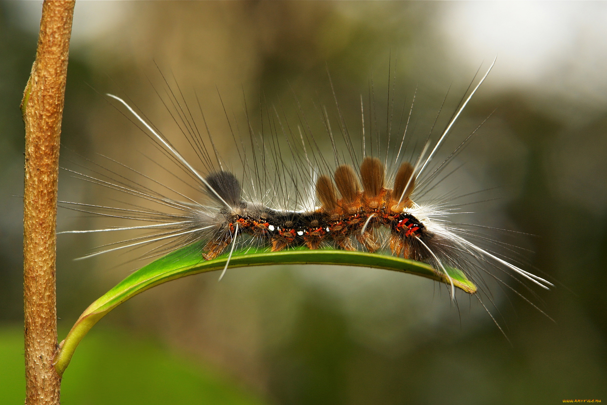 животные, гусеницы, макро, itchydogimages, лист, гусеница