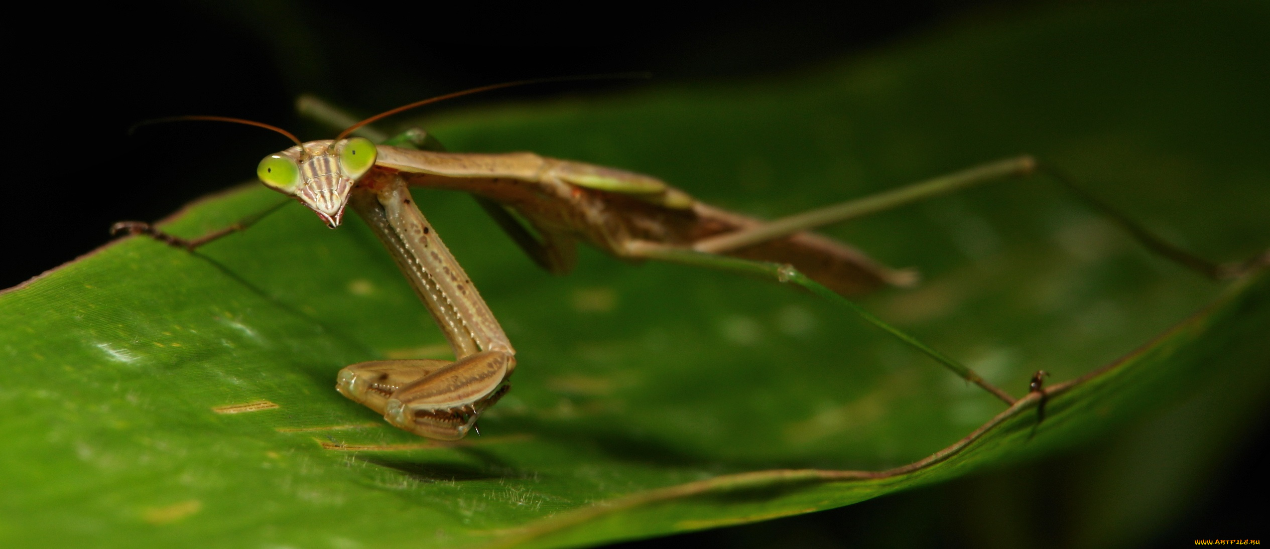 животные, богомолы, богомол, лист, насекомое, макро, itchydogimages