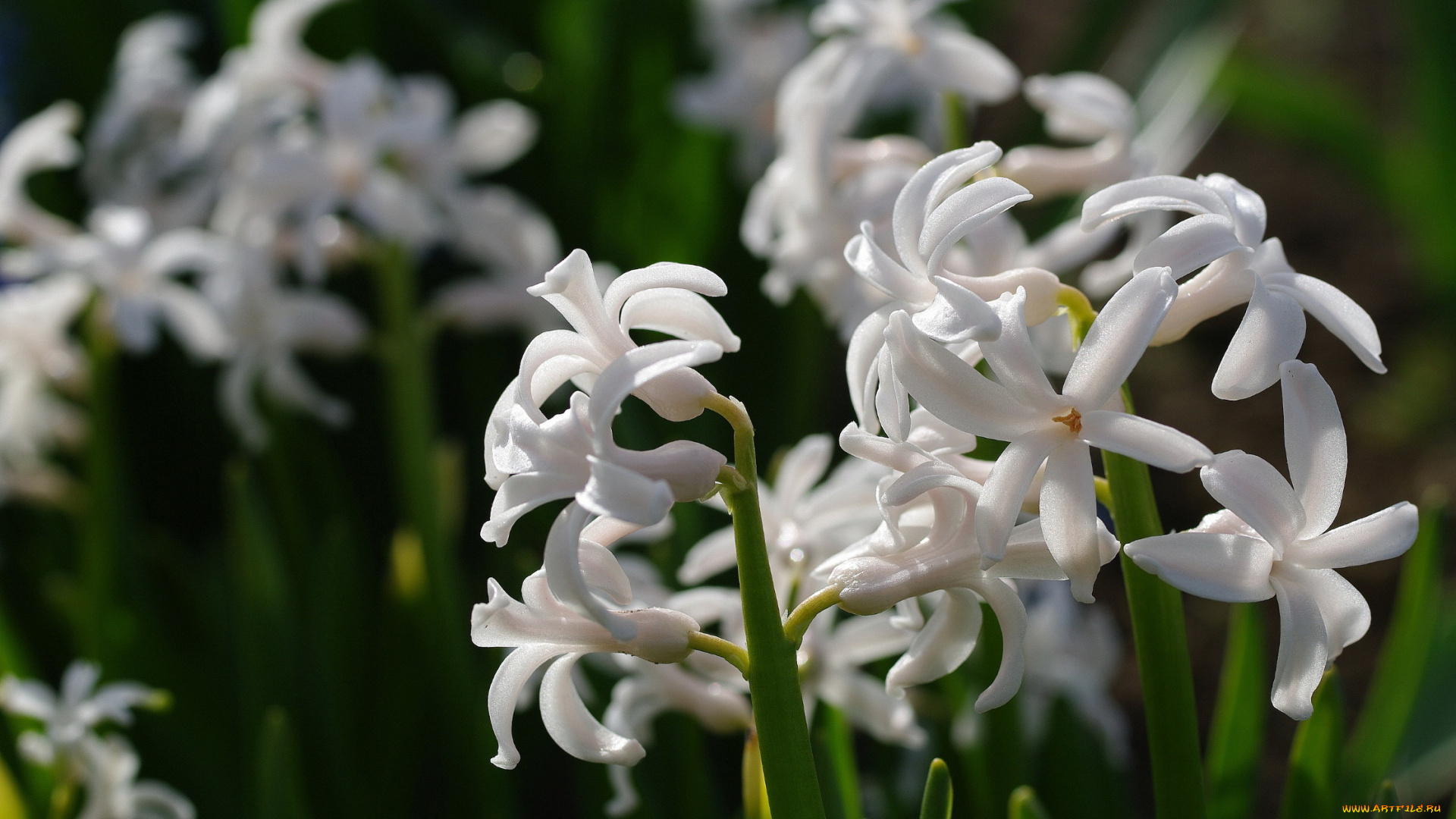 цветы, гиацинты, гиацинт, белый, макро
