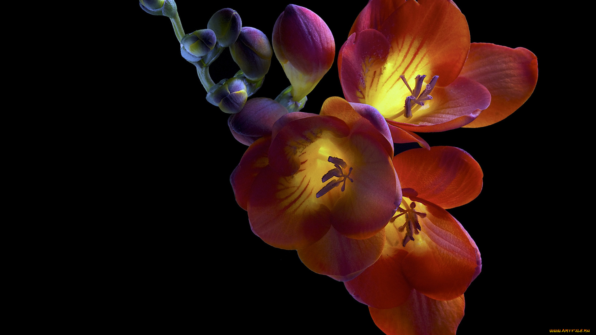 цветы, лилии, , лилейники, фон, бутоны