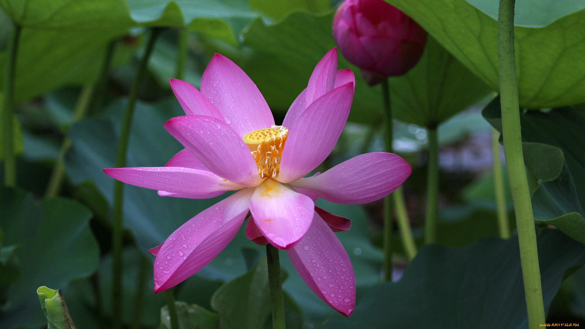 цветы, лотосы, макро, листья, фон, лепестки