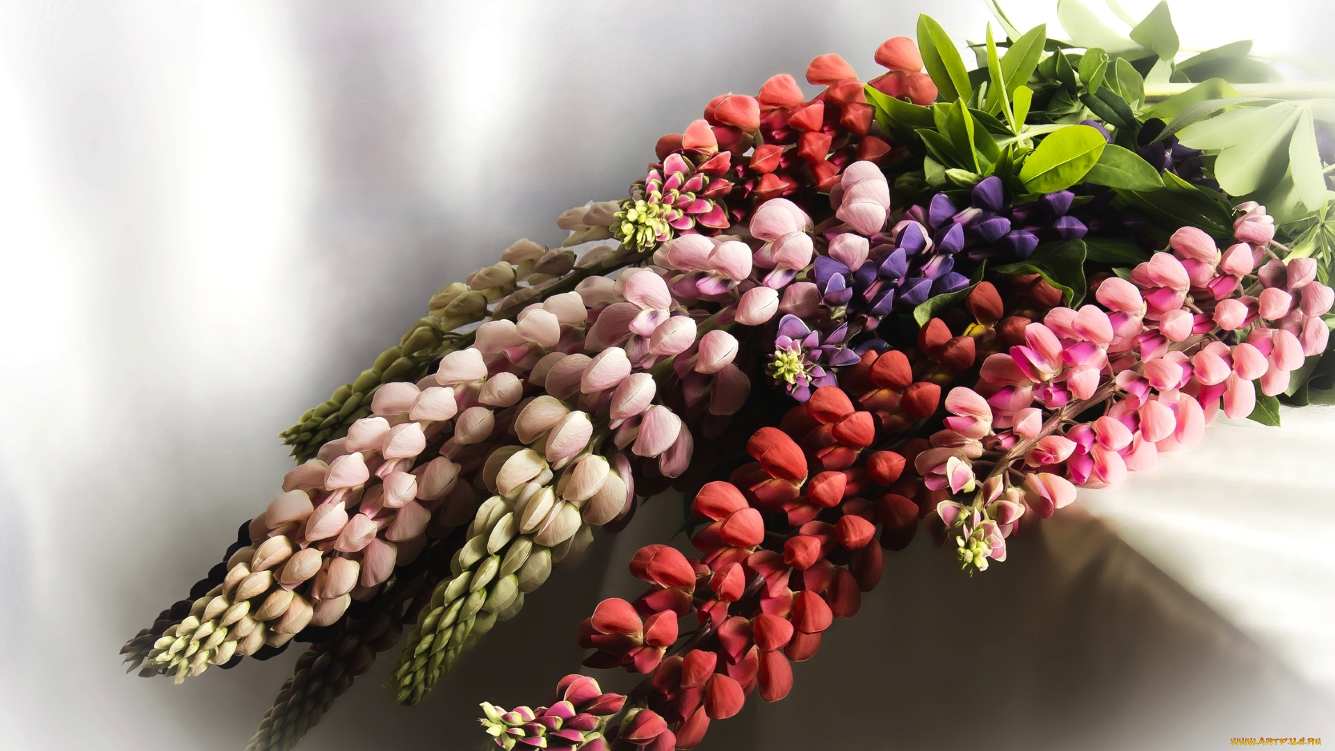 цветы, люпин, букет, макро