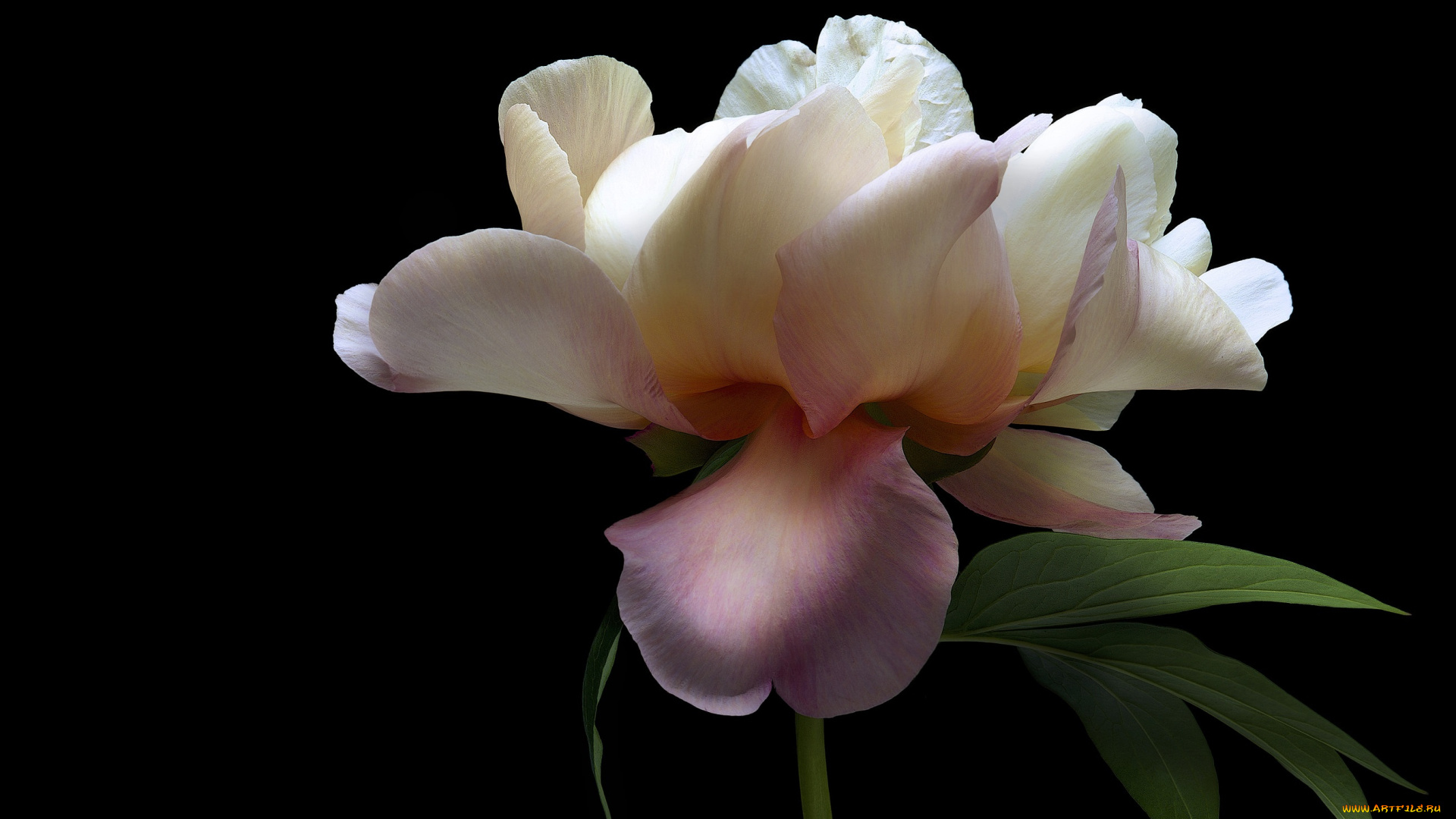 цветы, пионы, розовый, пион