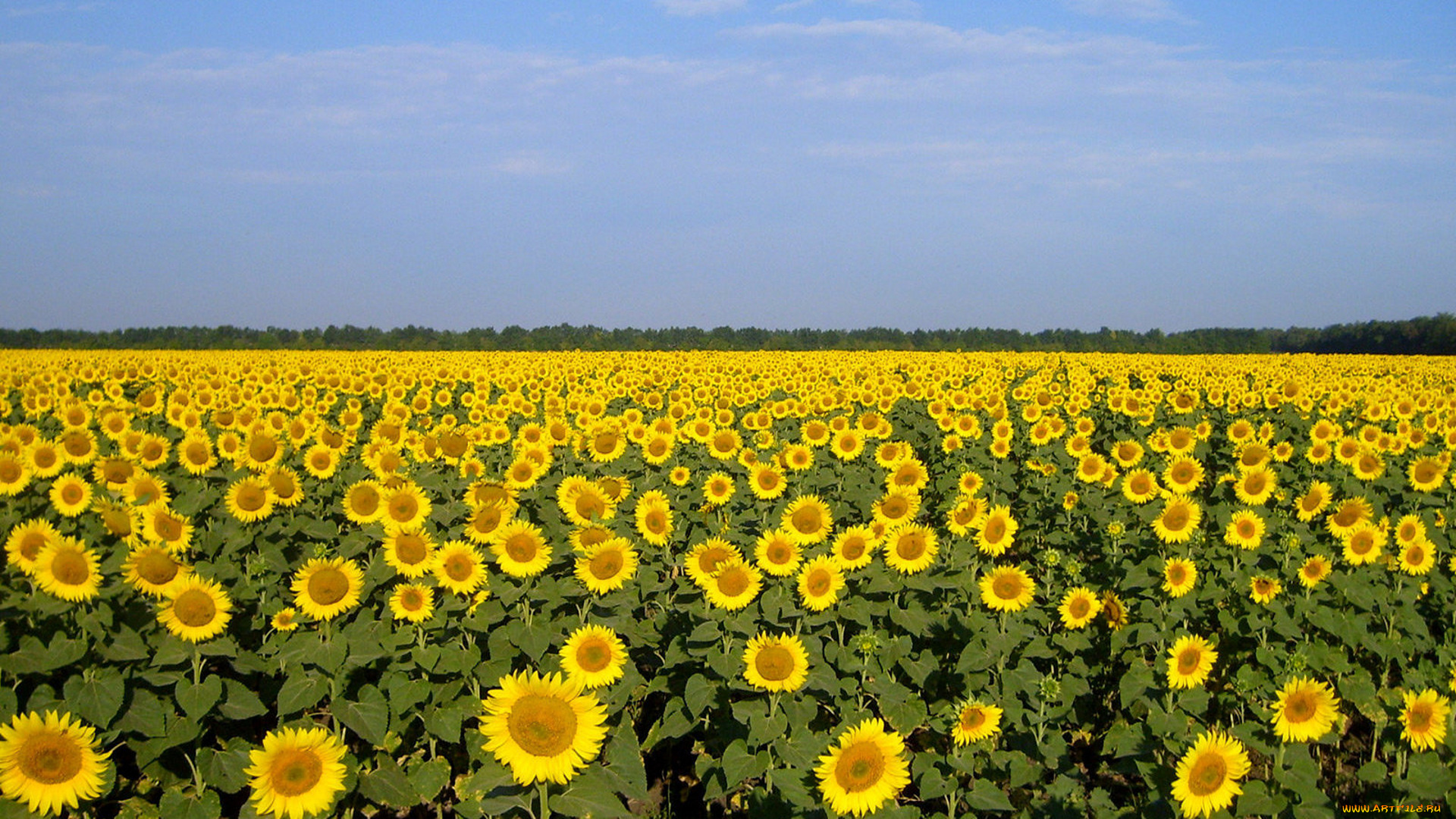 цветы, подсолнухи, роща, поле, небо