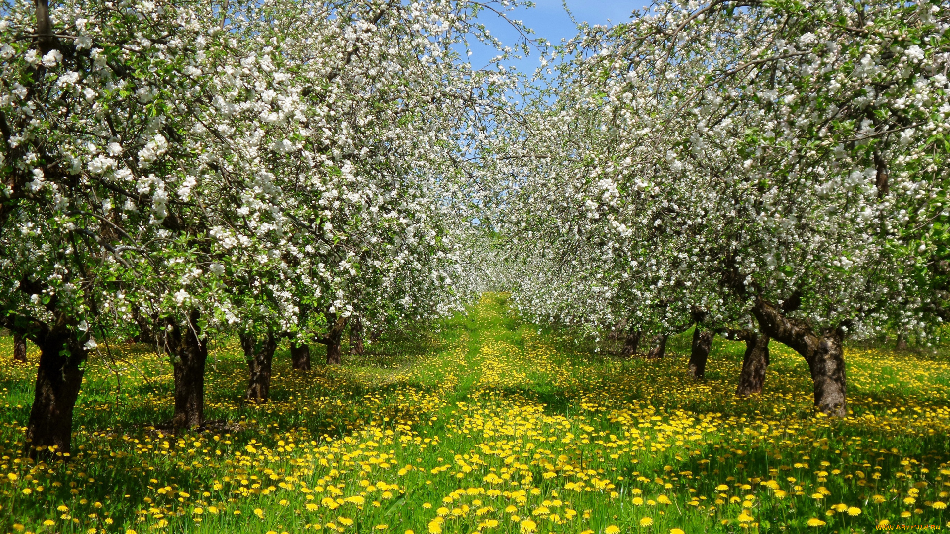 цветы, разные, вместе, желтые, трава, сад, весна, цветут, деревья, одуванчики