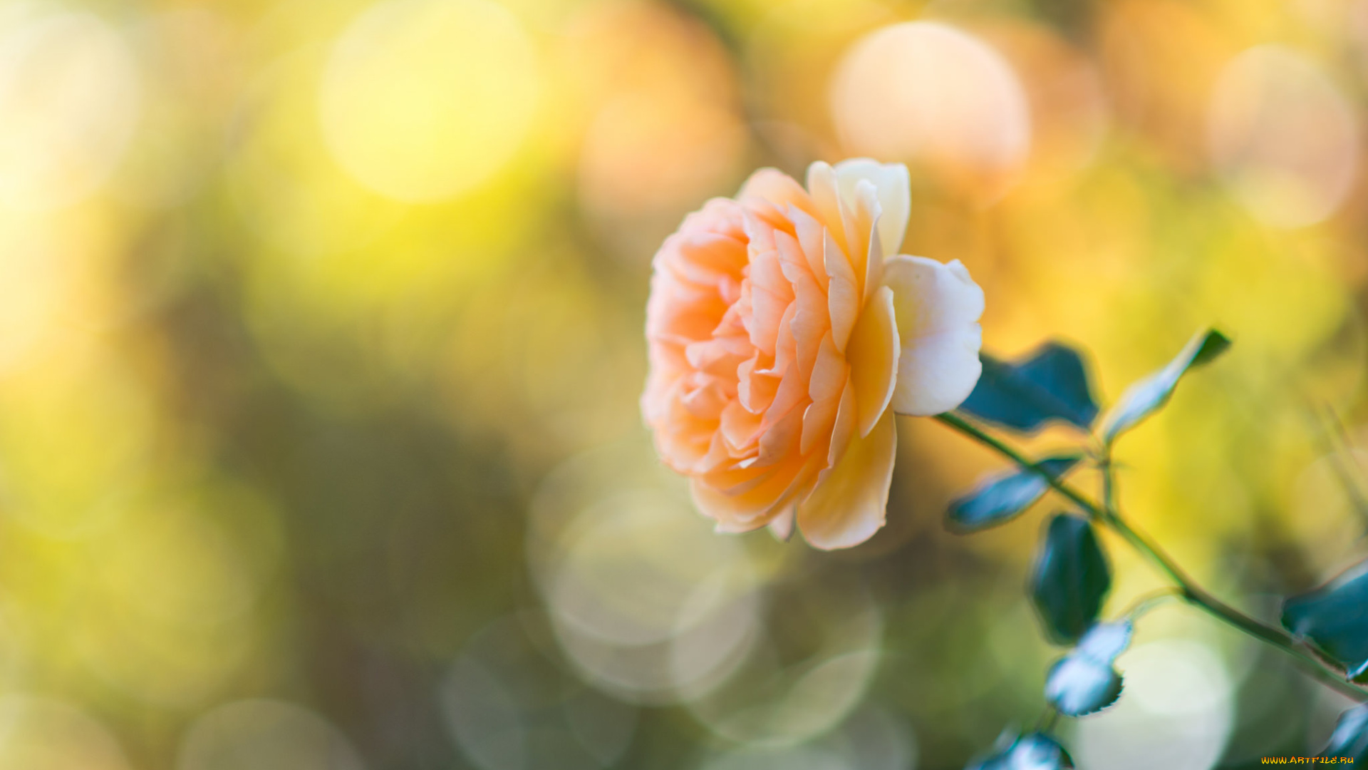 цветы, розы, макро, лепестки, бутон, роза