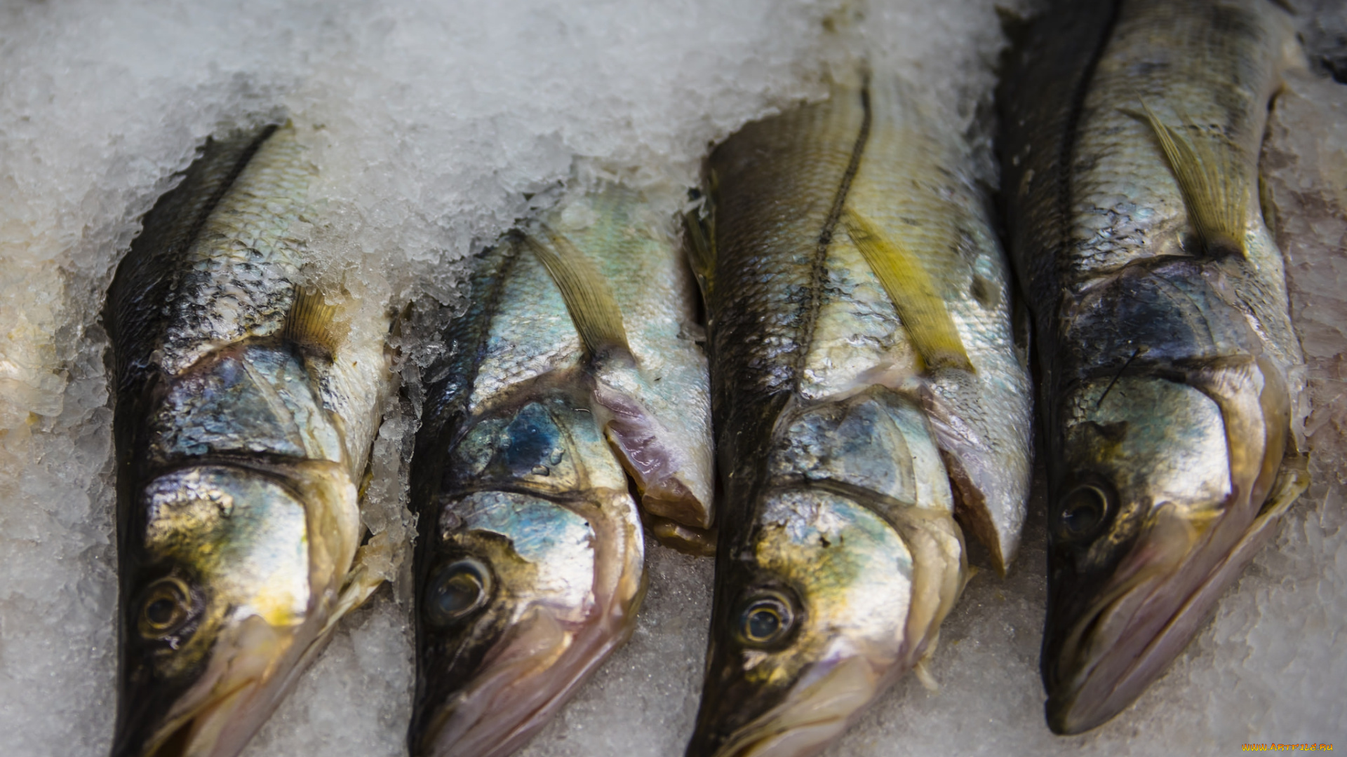 еда, рыба, , морепродукты, , суши, , роллы, селедка