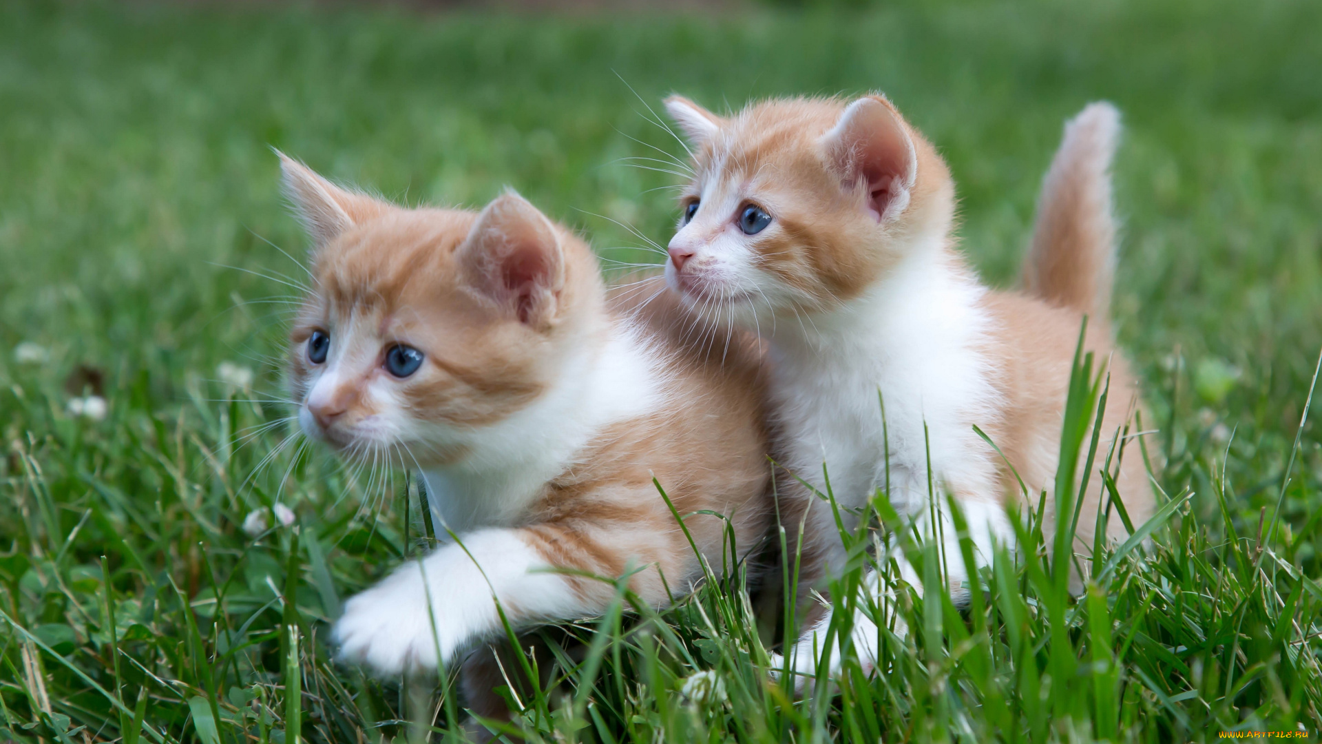 животные, коты, прогулка, двойняшки, парочка, малыши, трава, котята