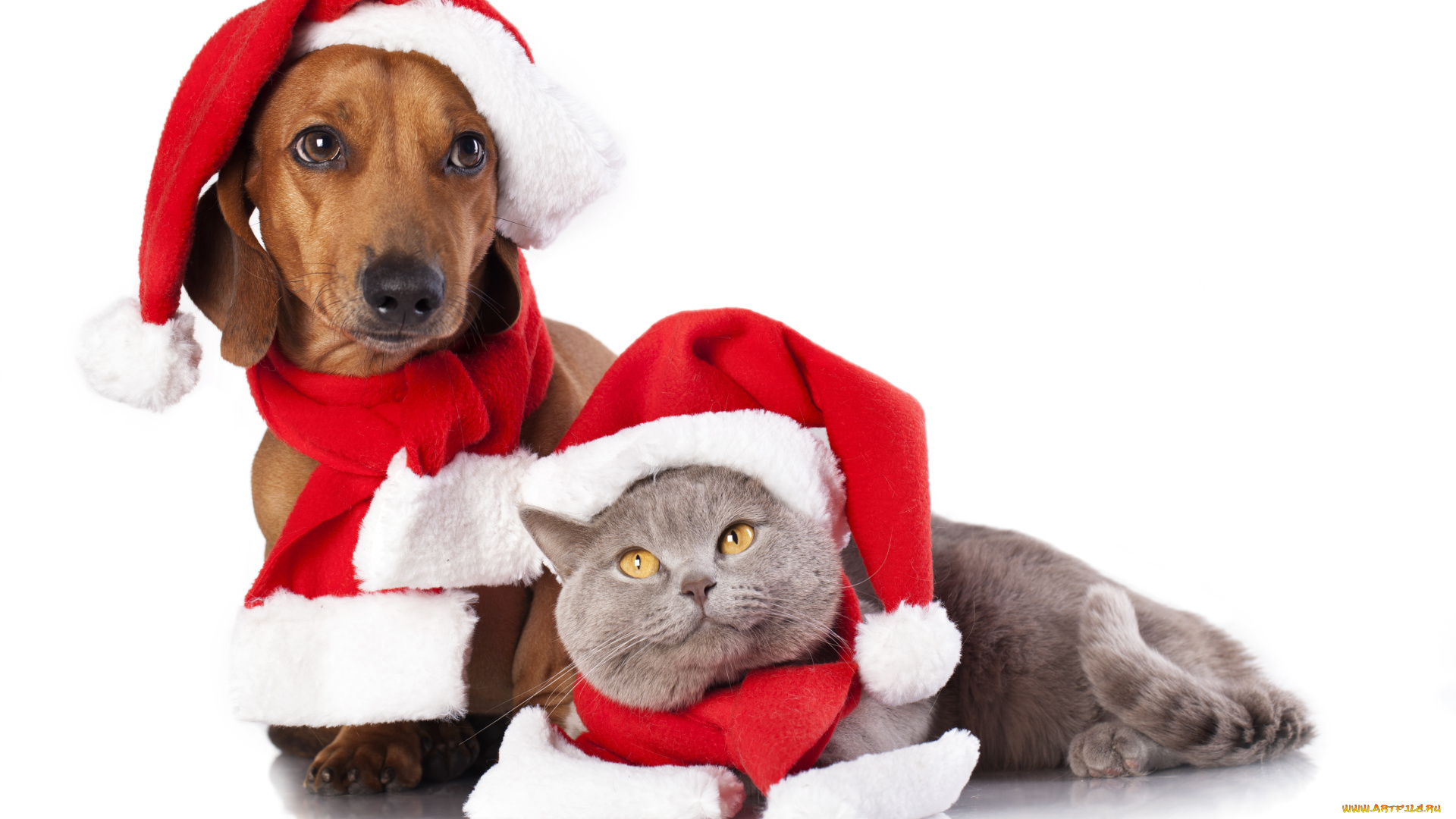 животные, разные, вместе, кот, собака, шарфы, колпаки