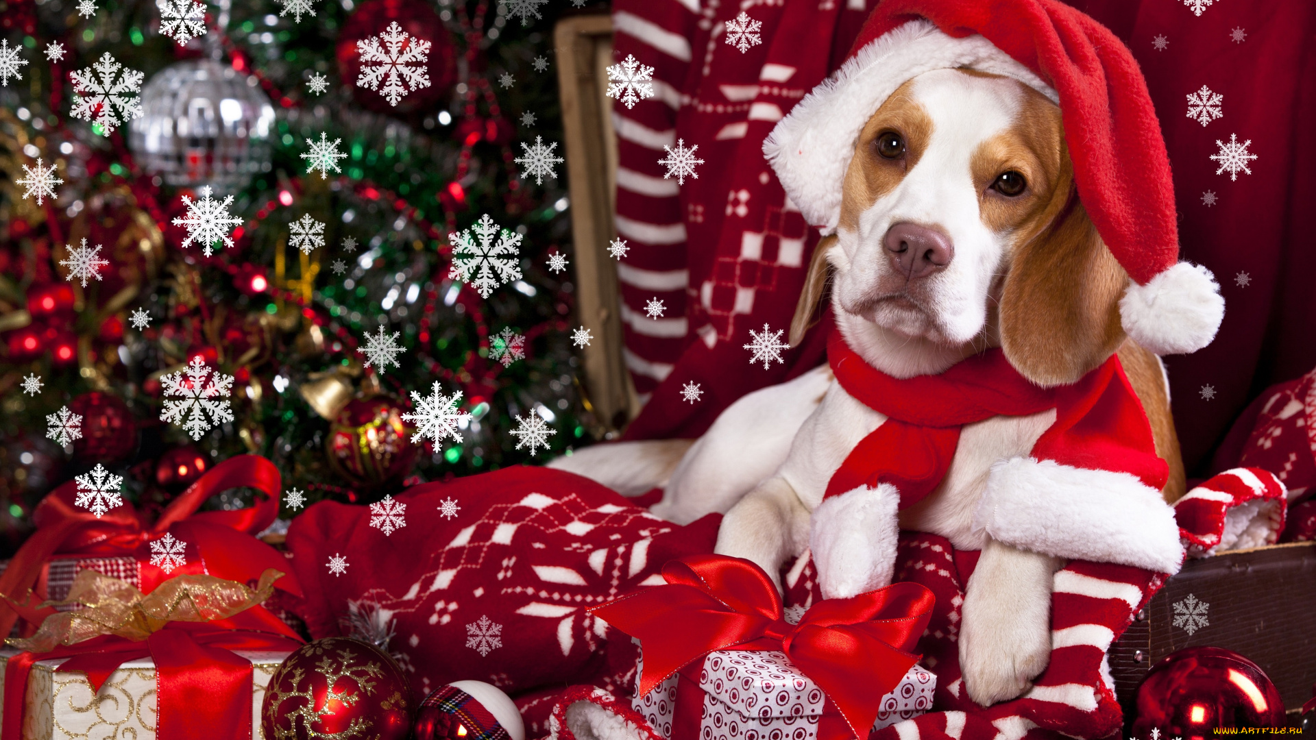 животные, собаки, плед, снежинки, колпак, собака, шарики, игрушки, подарки, шарф