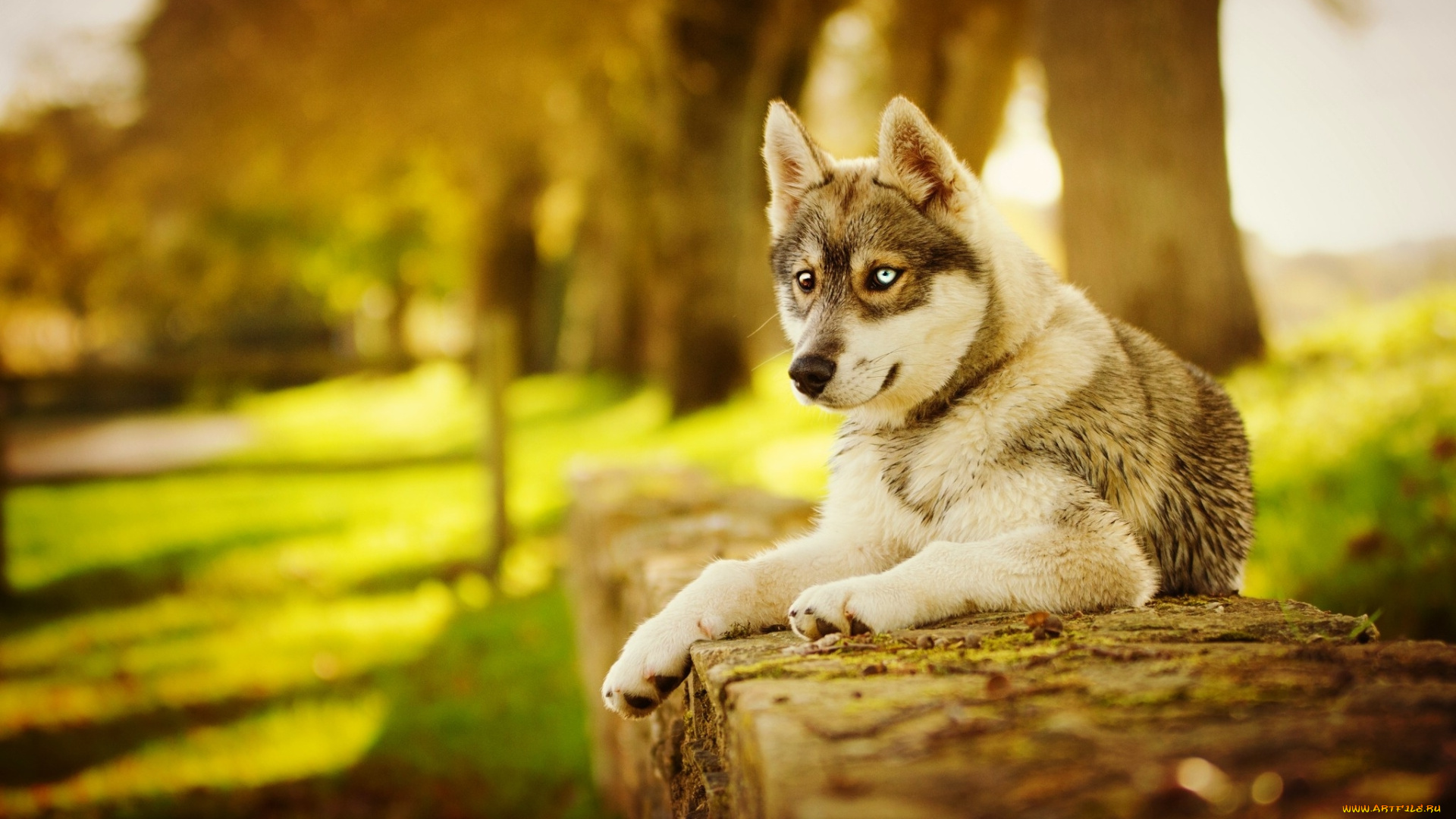 животные, собаки, собака, осень, хаски