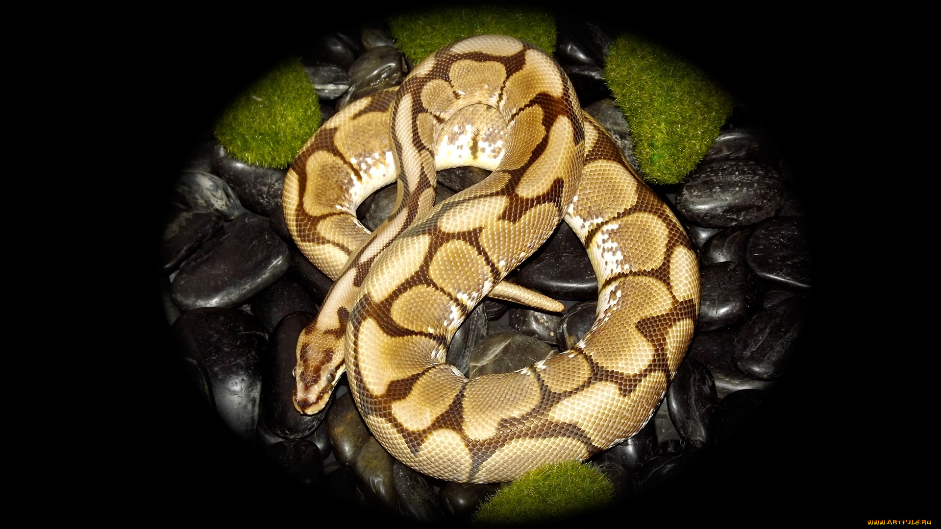 животные, змеи, , питоны, , кобры, гнездо, змея