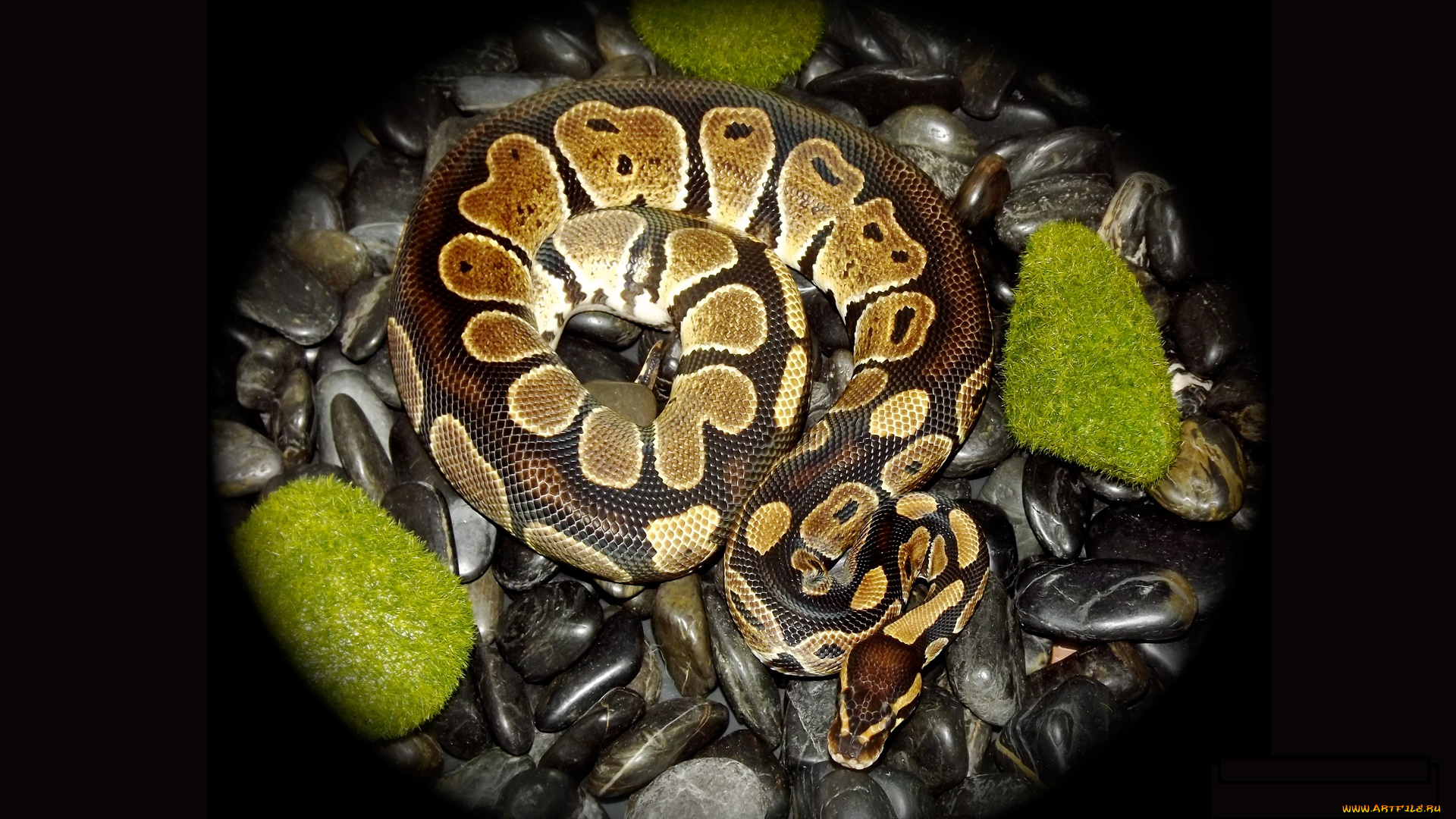 животные, змеи, , питоны, , кобры, гнездо, змея