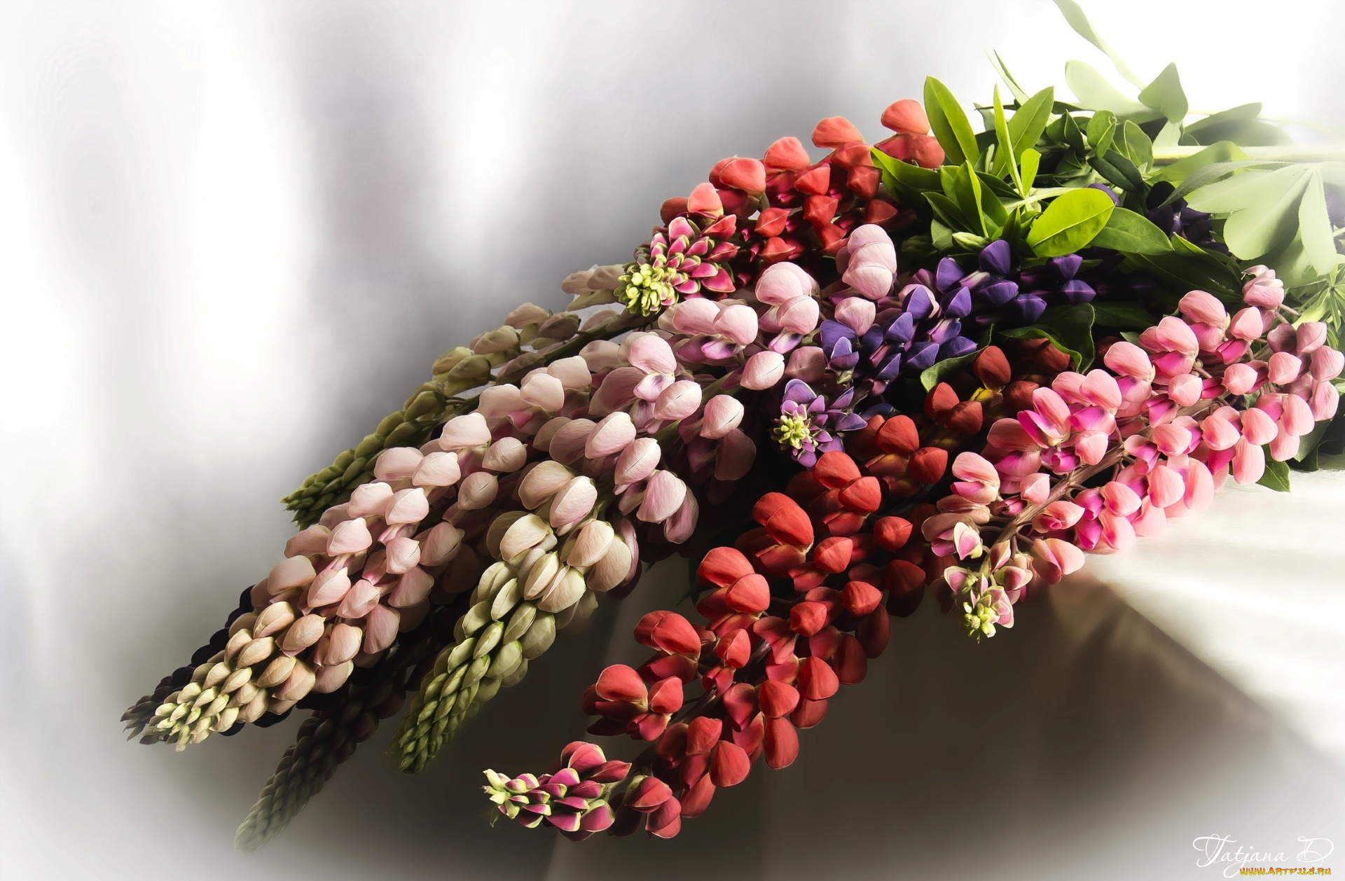 цветы, люпин, букет, макро