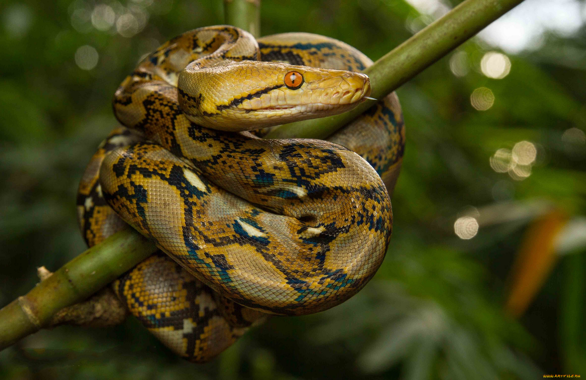 python, reticulatus, животные, змеи, , питоны, , кобры, питон