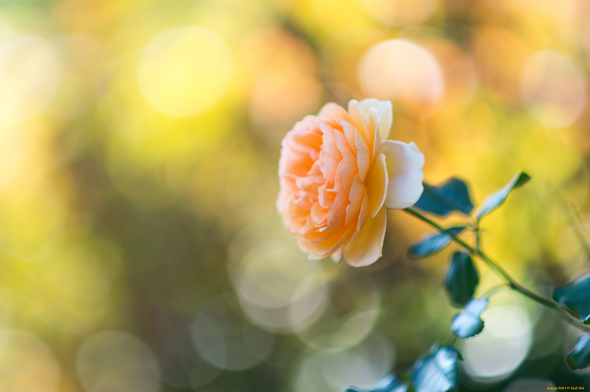 цветы, розы, макро, лепестки, бутон, роза