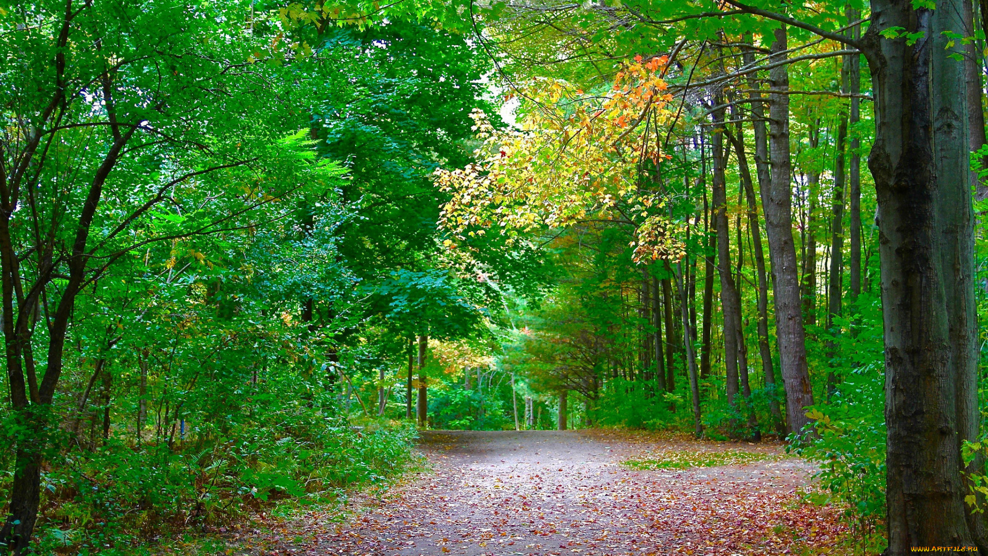 природа, дороги, тракт