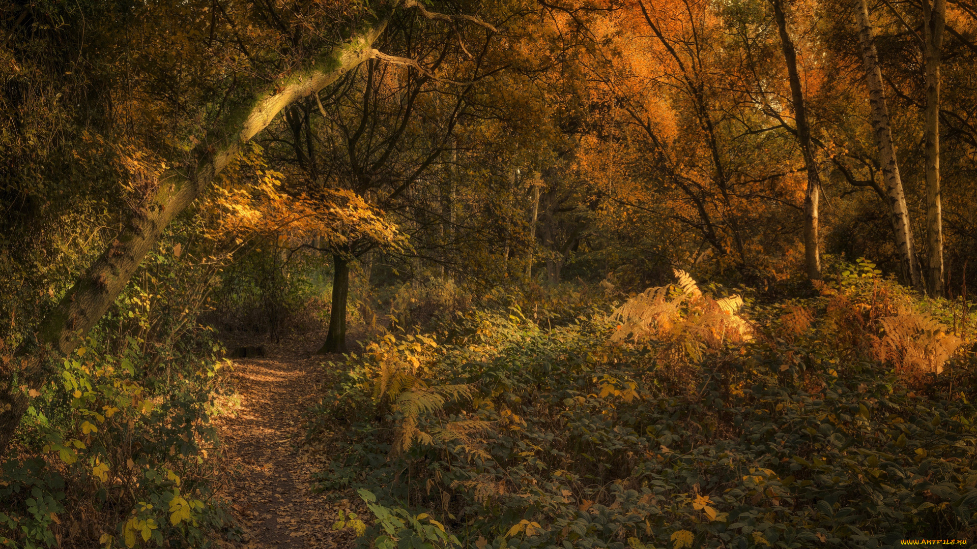 природа, лес, деревья