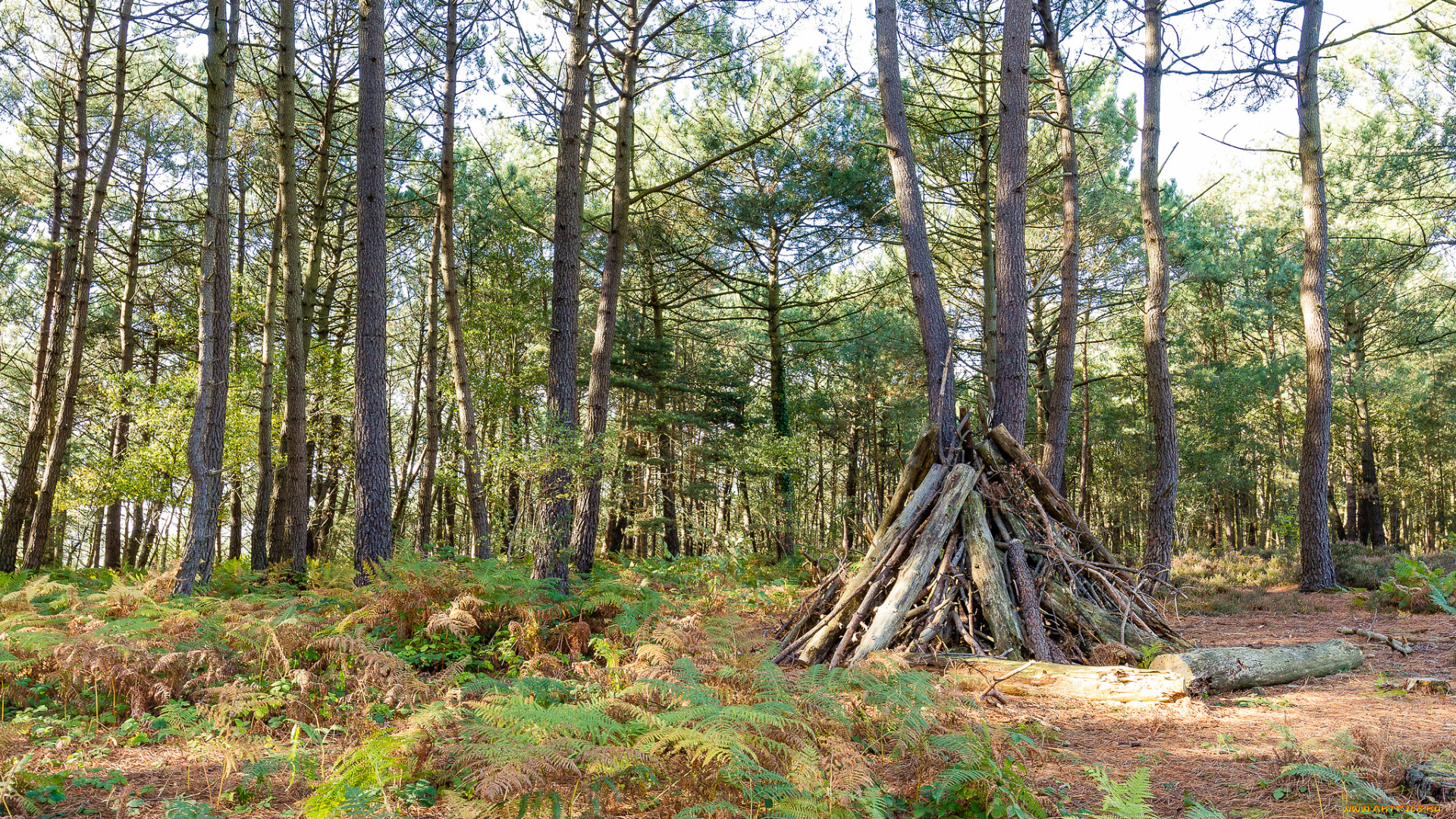 природа, лес, деревья