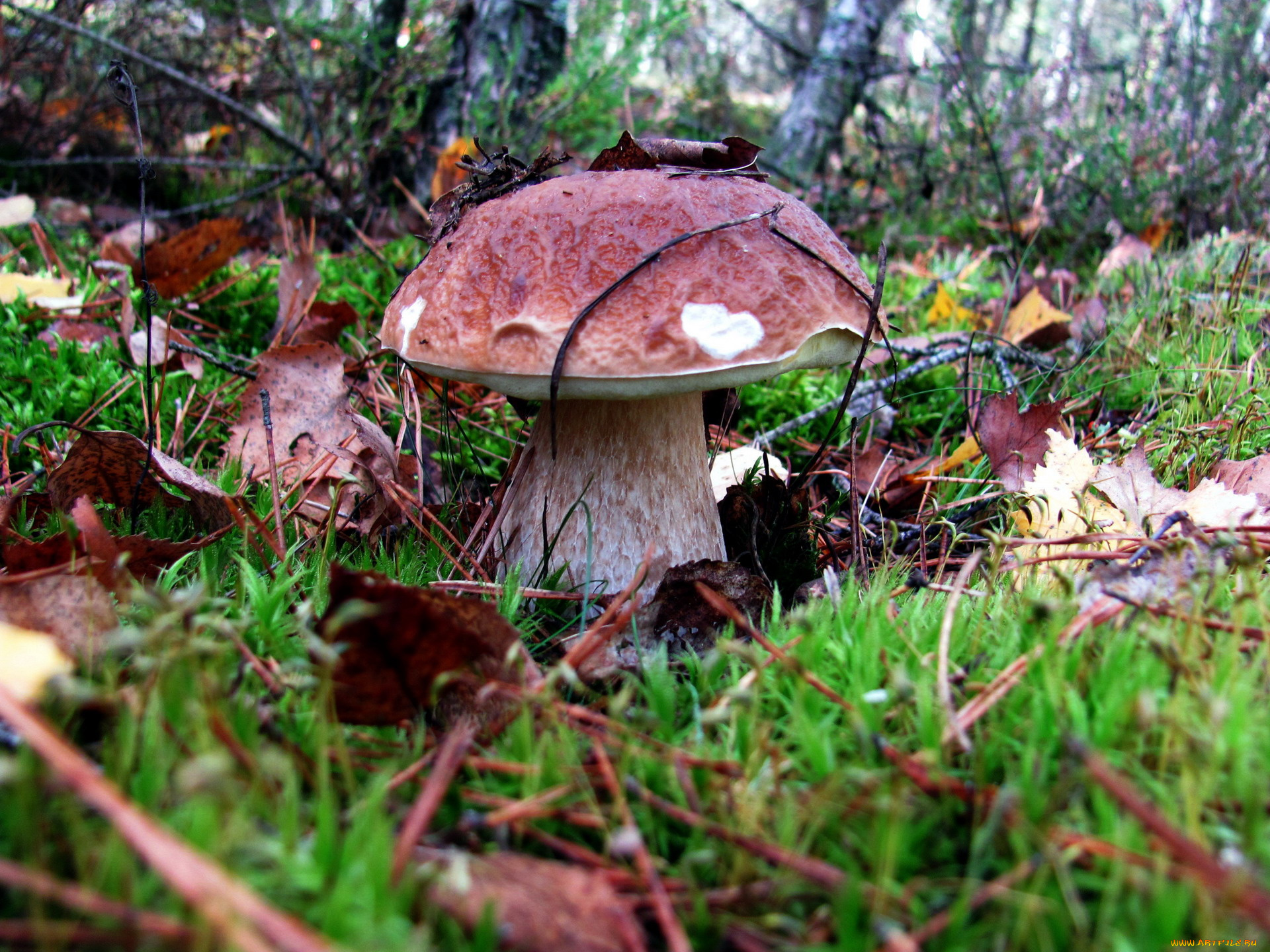 природа, грибы, боровик