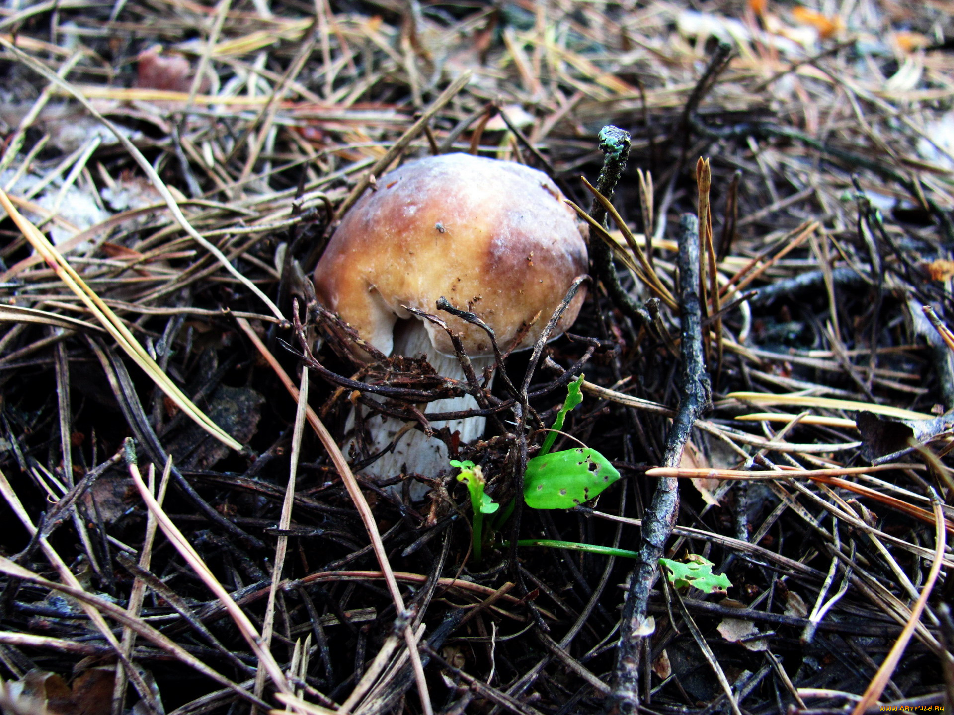 природа, грибы, боровик