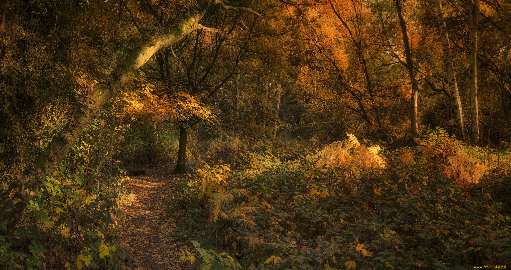 природа, лес, деревья