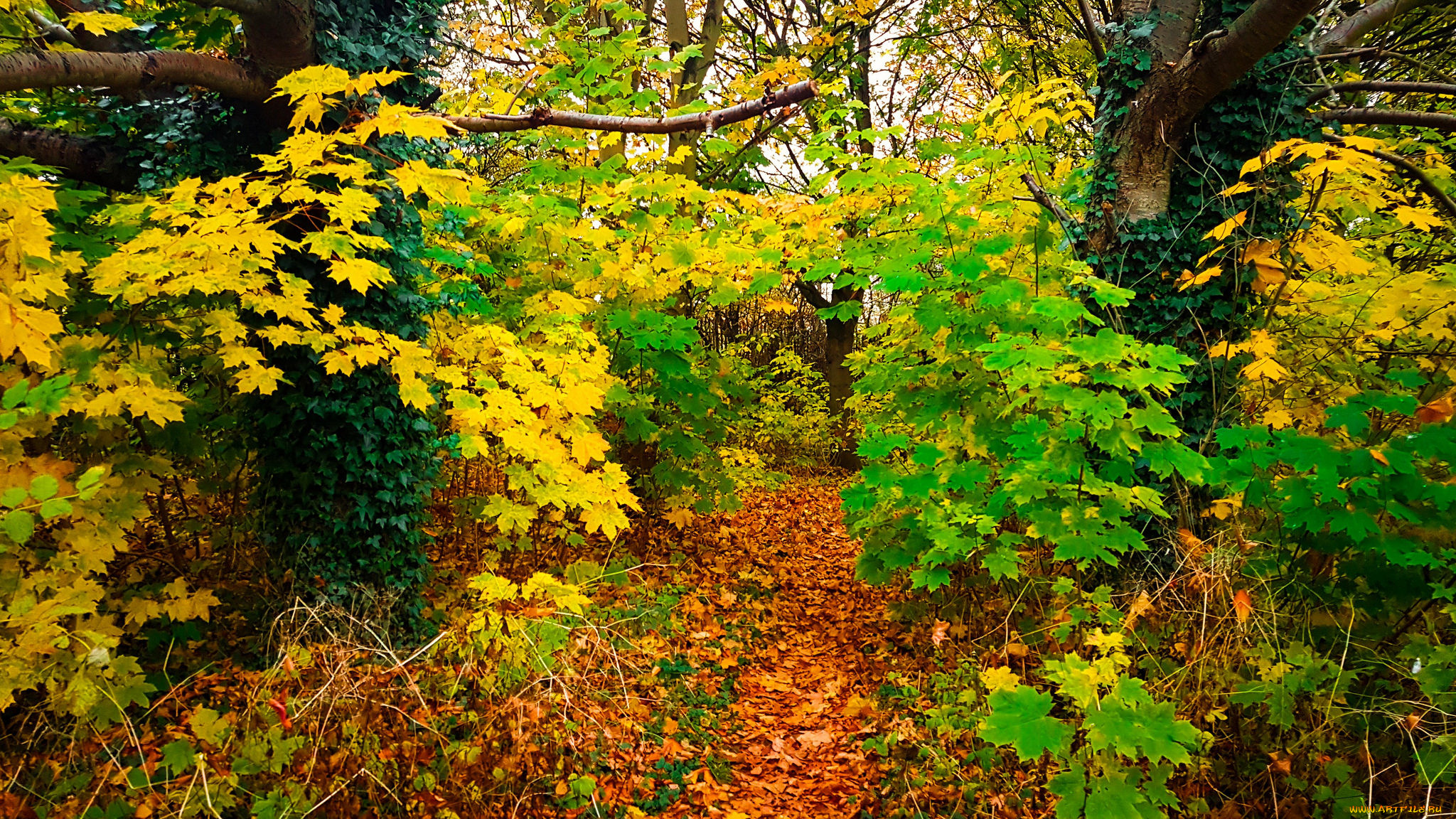 природа, лес, деревья