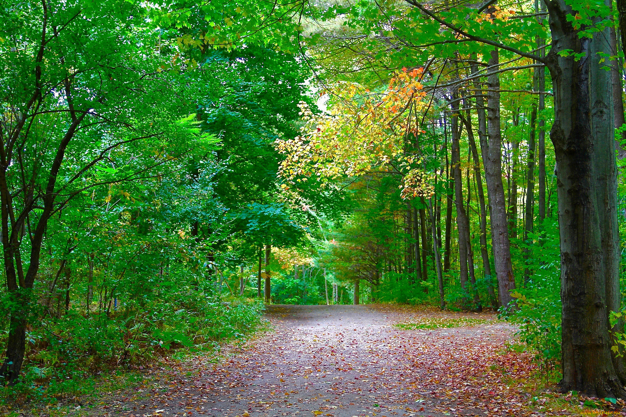 природа, дороги, тракт