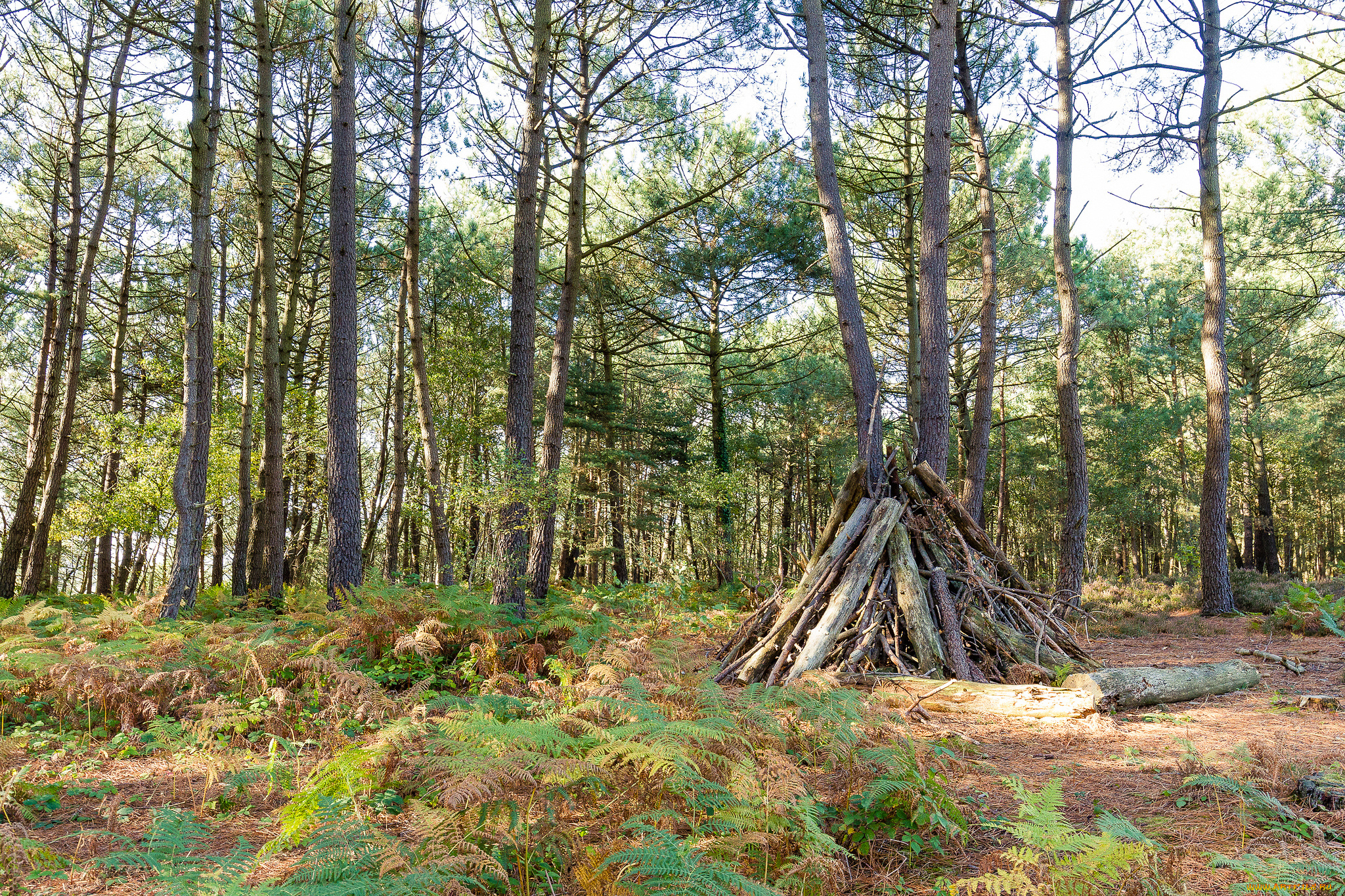 природа, лес, деревья