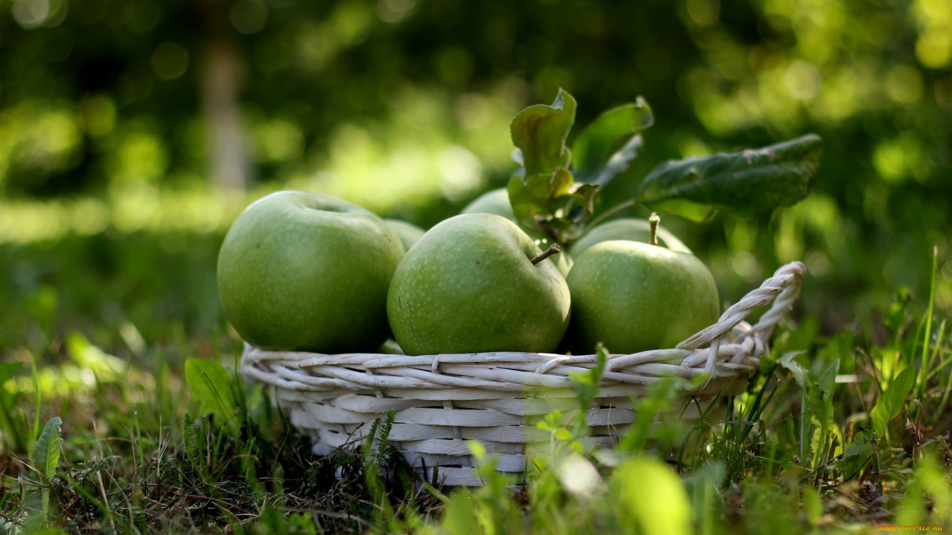 еда, Яблоки, фрукты, зелёный, корзинка, трава