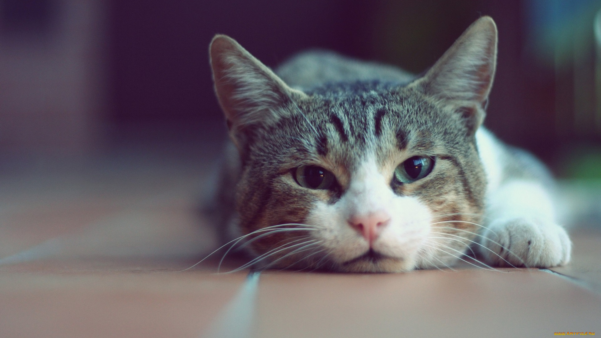 кот, животные, коты