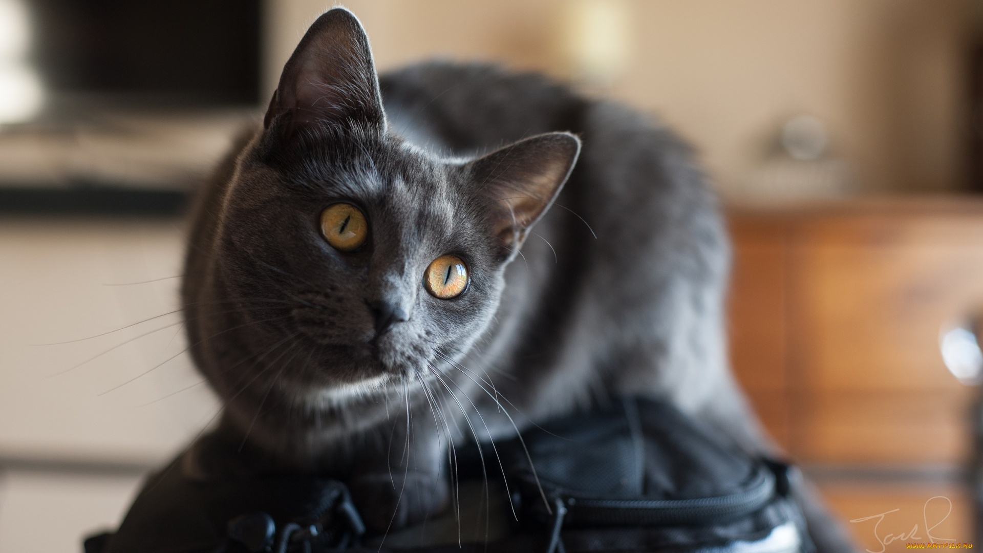 кот, животные, коты