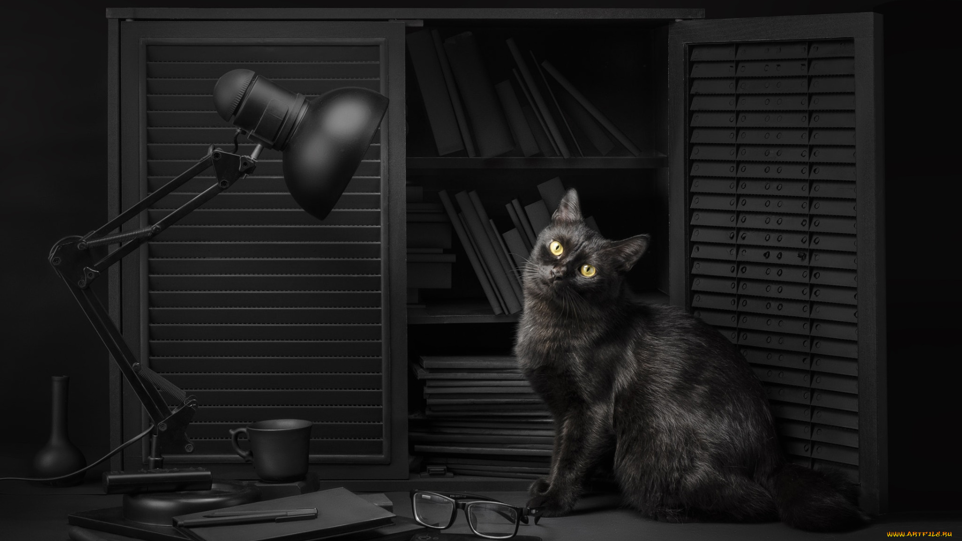 кот, животные, коты