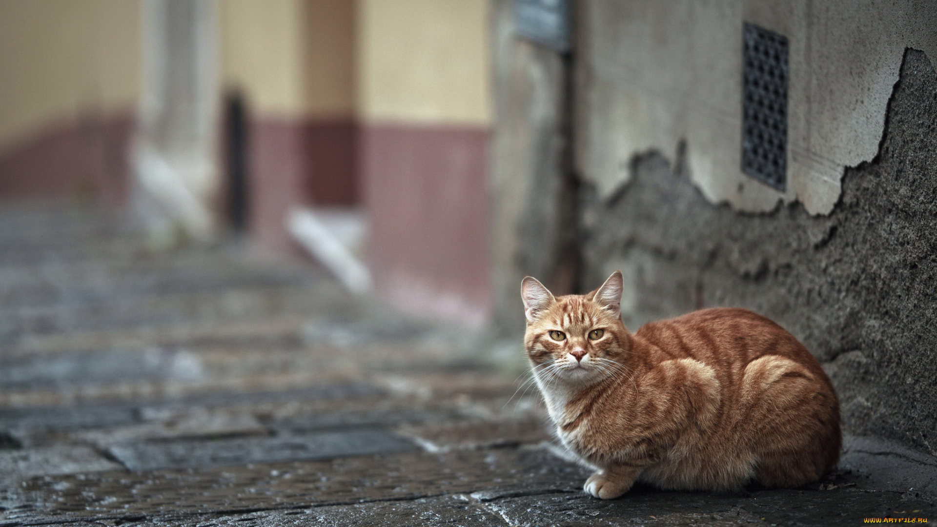 кот, животные, коты
