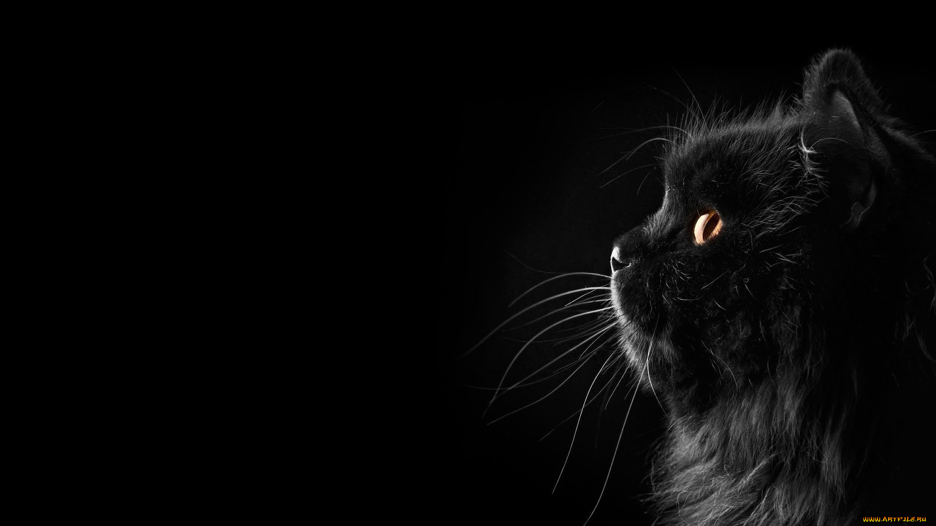 кот, животные, коты