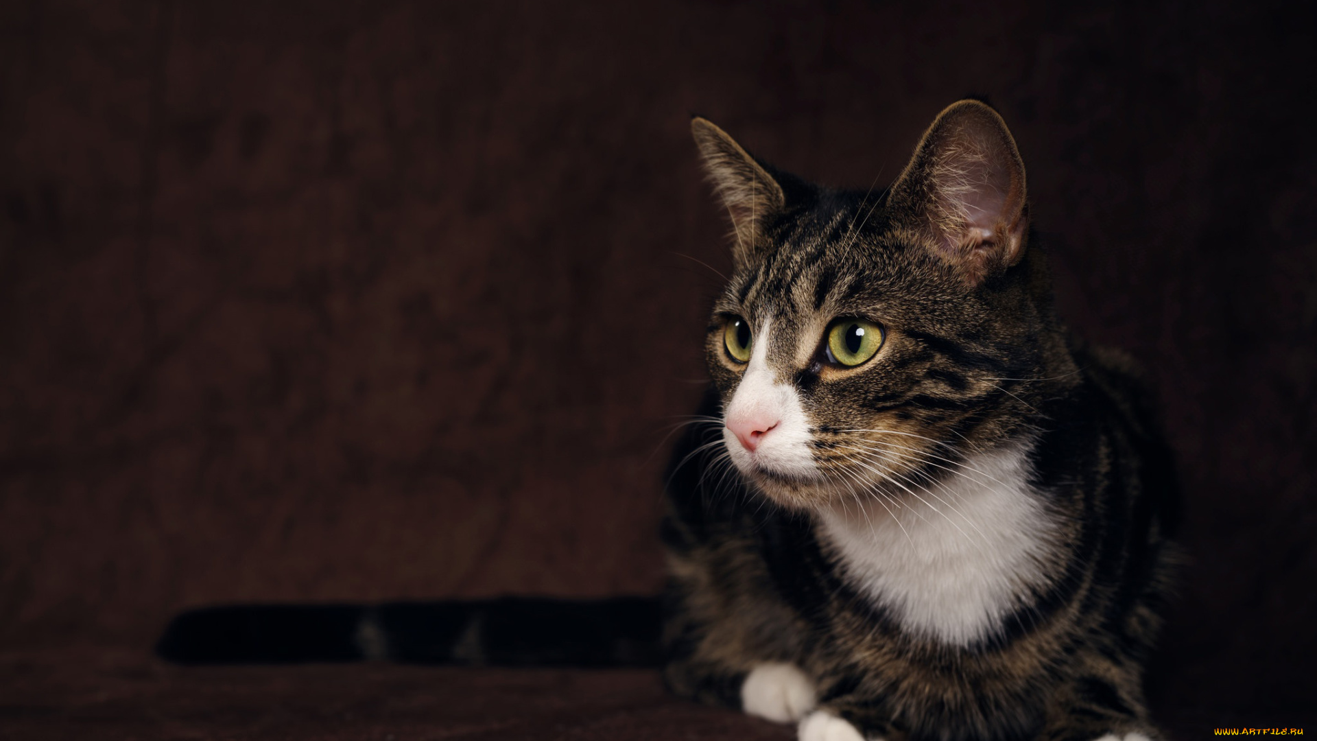 кот, животные, коты