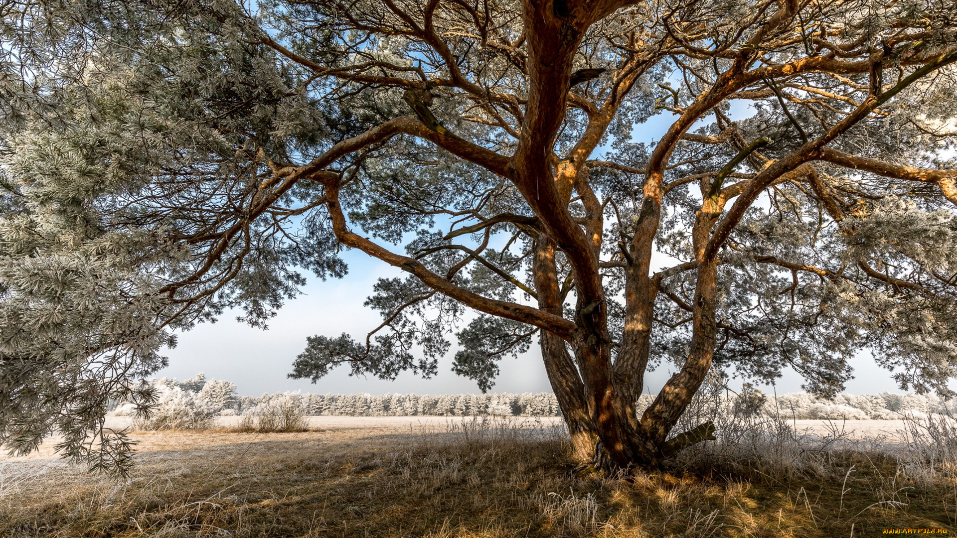природа, деревья, простор